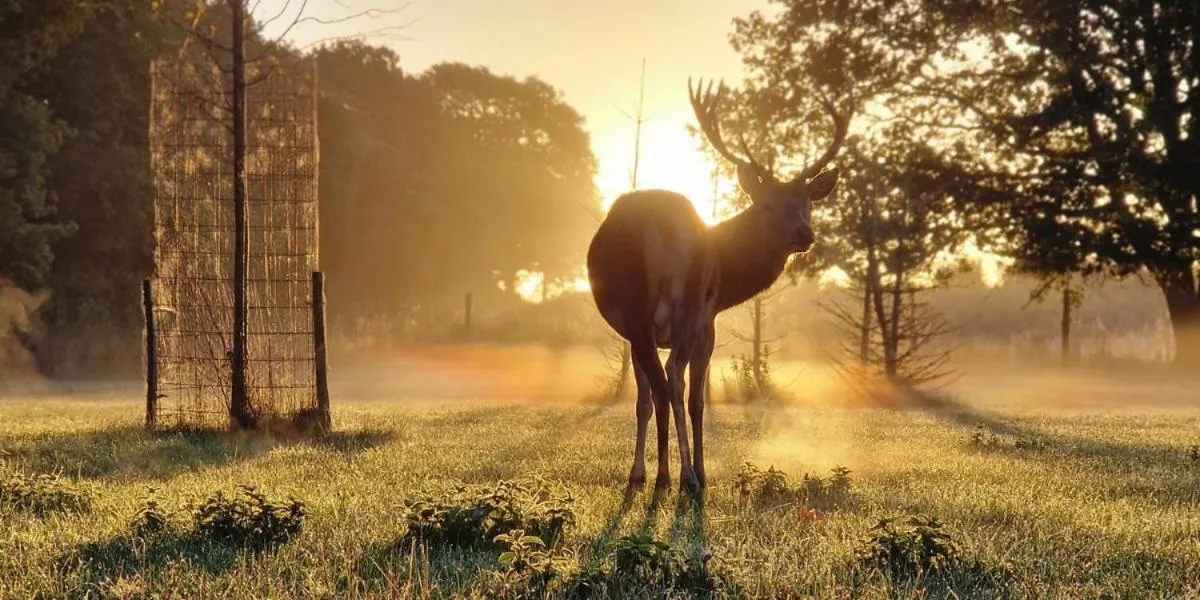 Garden in Fjelsted Skov Hotel & Konference