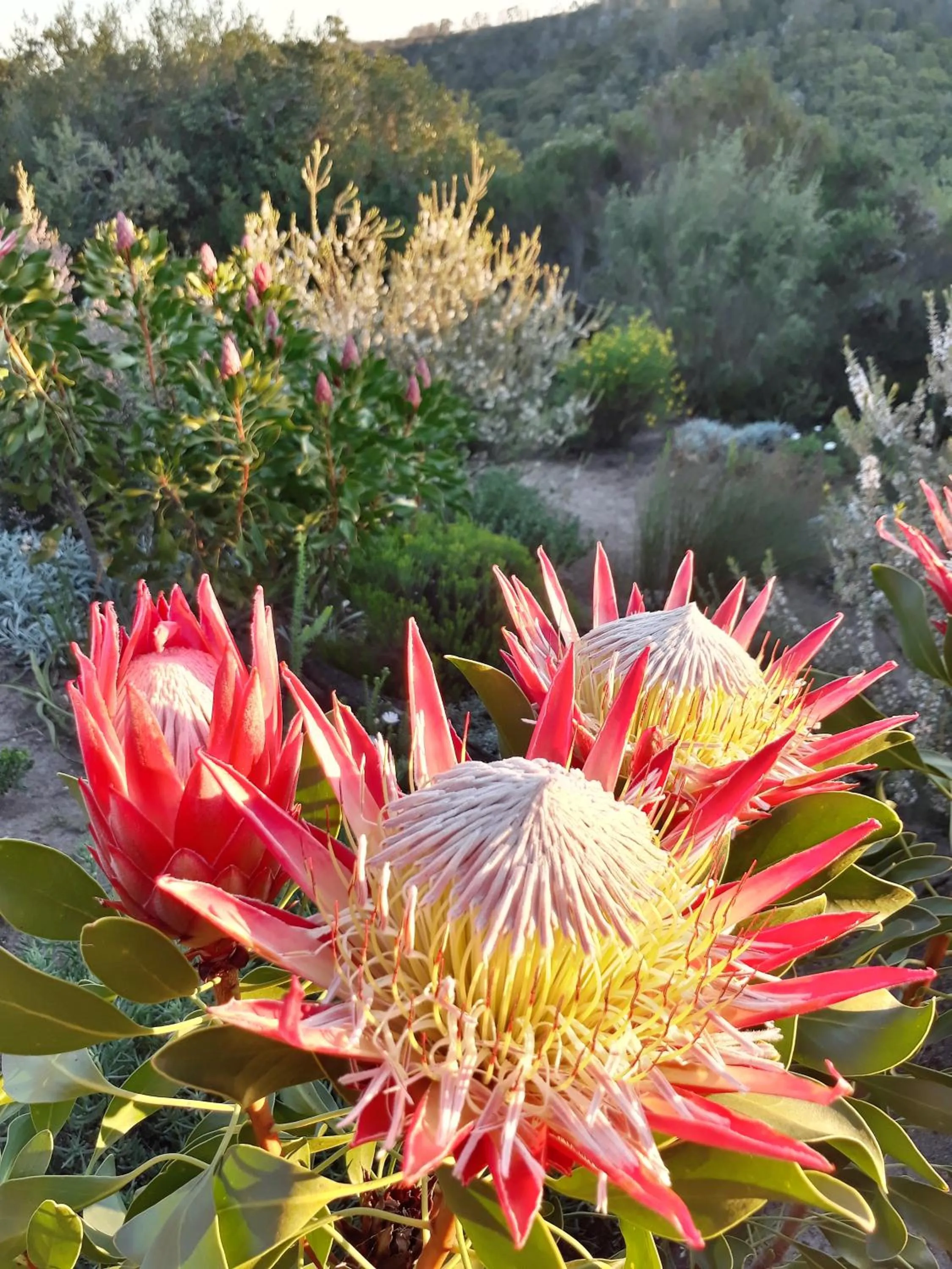 Woodlands Self Catering