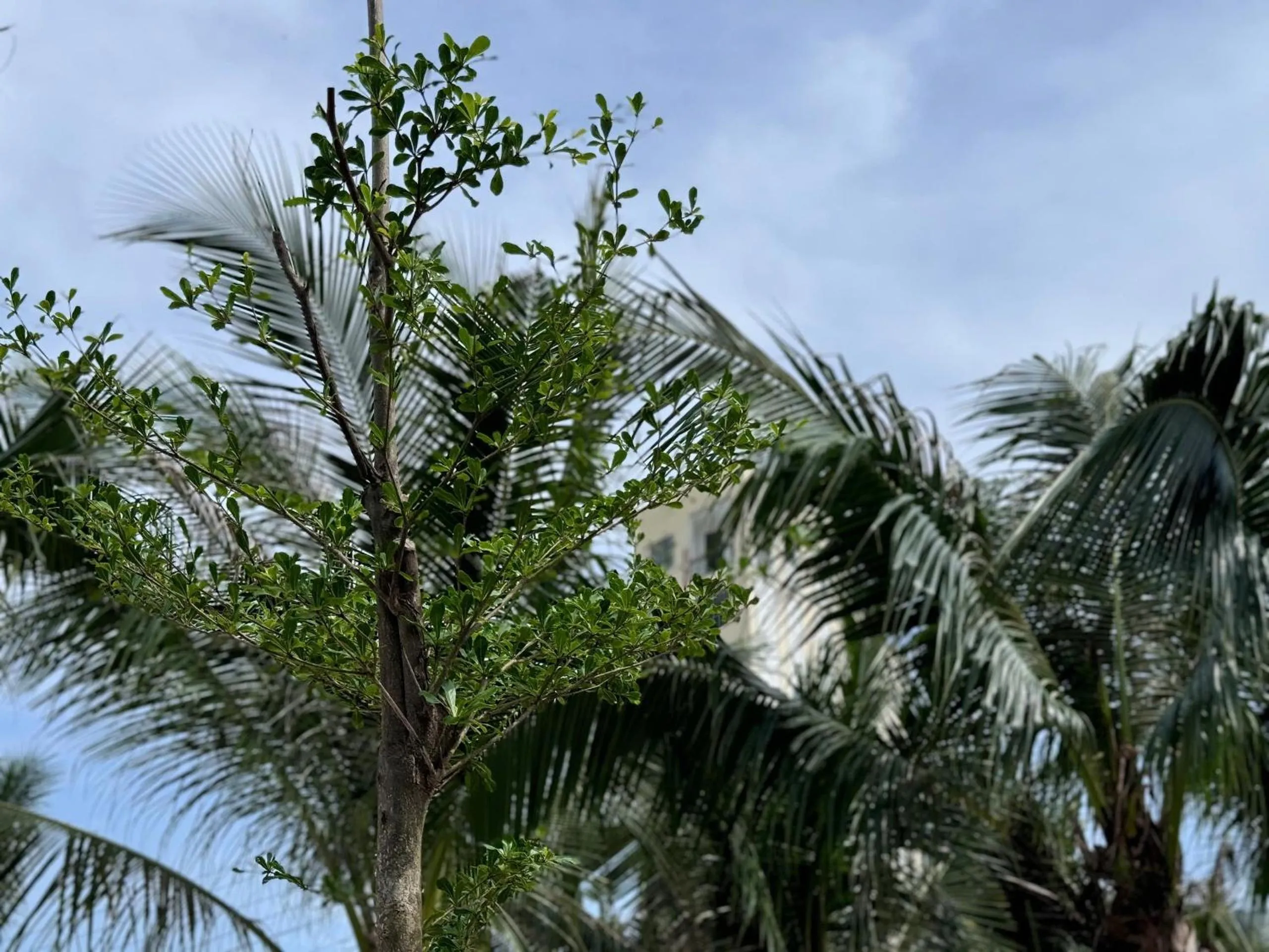 Wanderlust garden inn