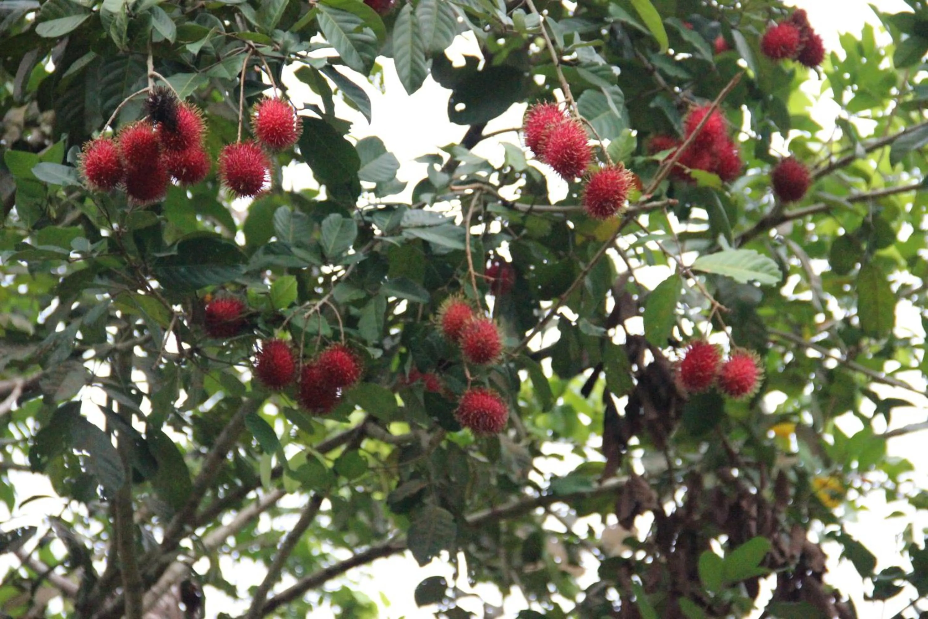 View (from property/room) in The Orchard Resort & Spa Melaka I World Spa Awards Winner I Free Access to Outdoor Spa Pool