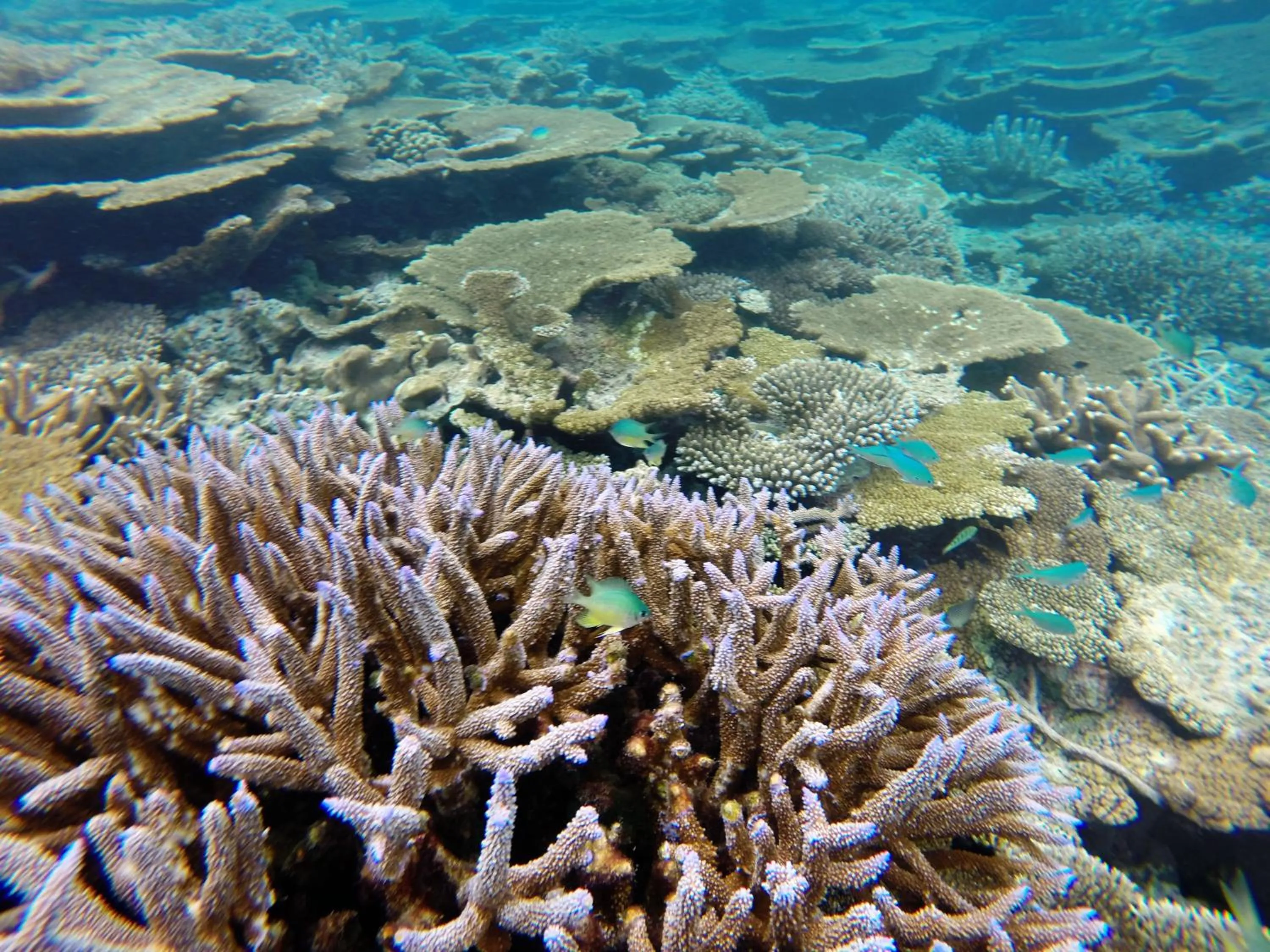 Snorkeling in LVIS blancura Hotel