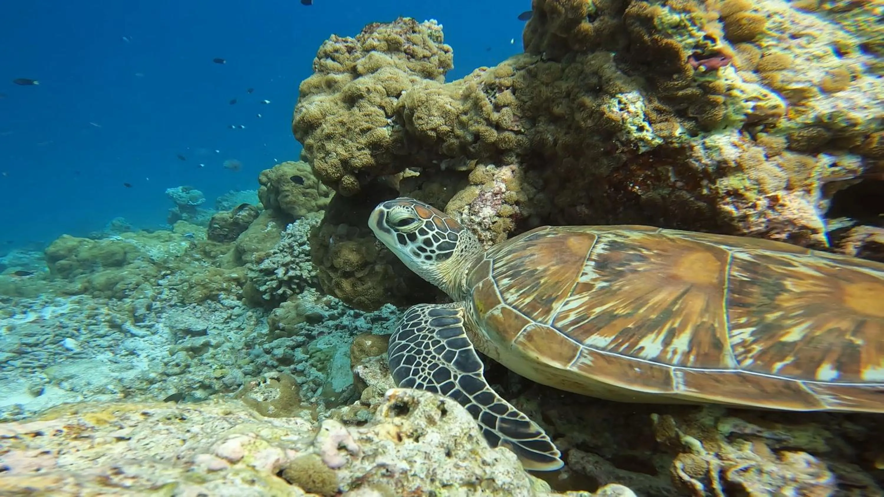 Activities in LVIS blancura Hotel