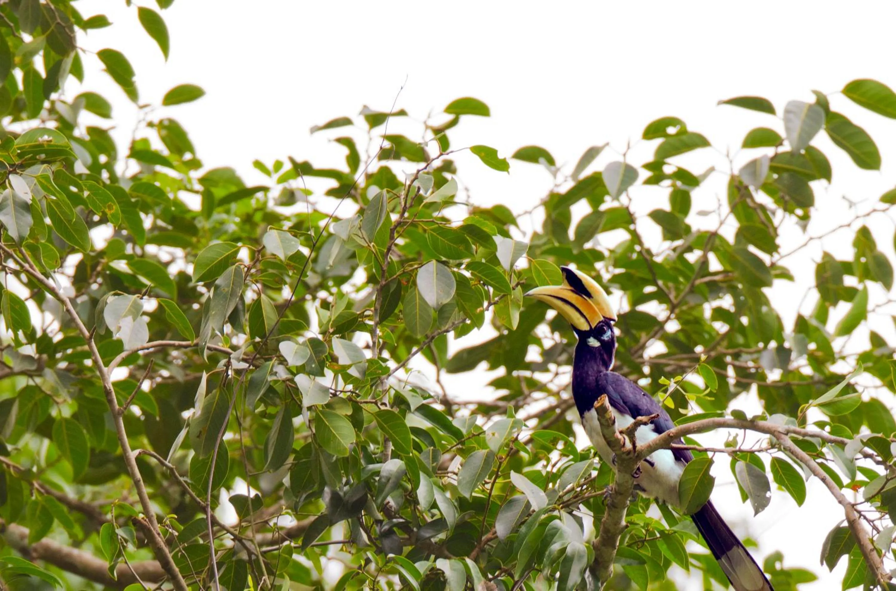 Garden in Khao Sok Riverside Cottages