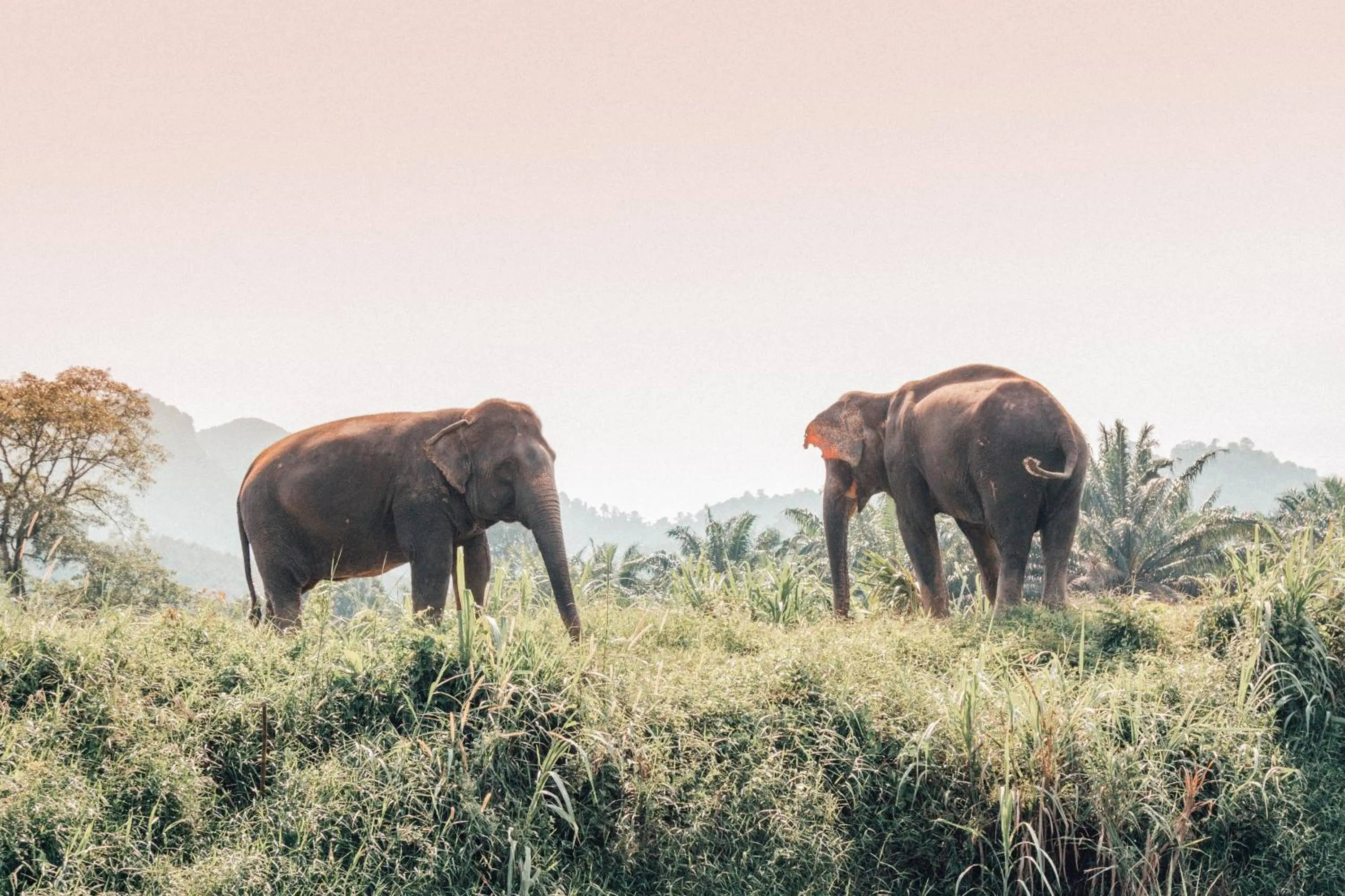 Animals in Khao Sok Riverside Cottages