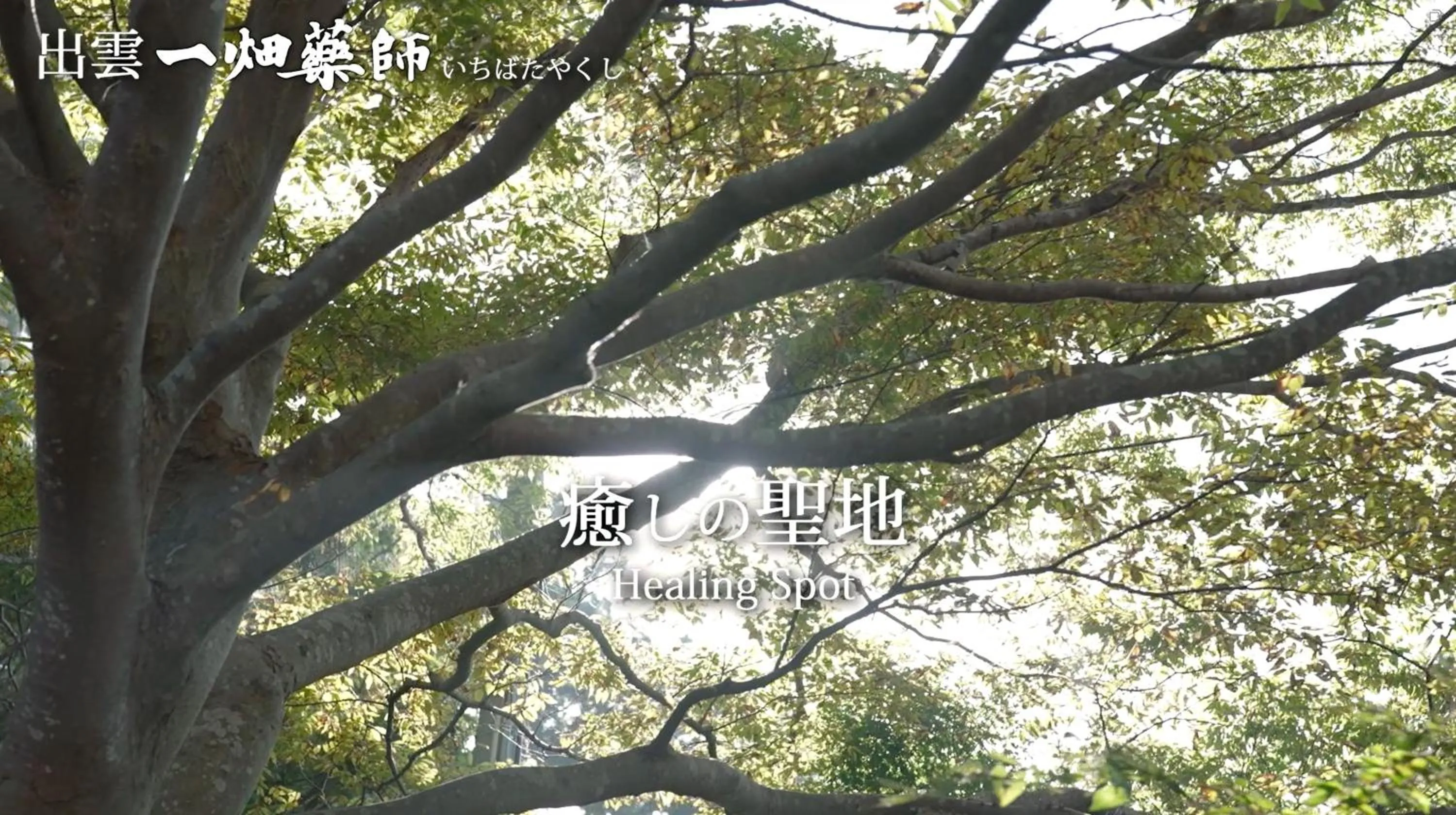 Spring in Mt Ichibata Cottage