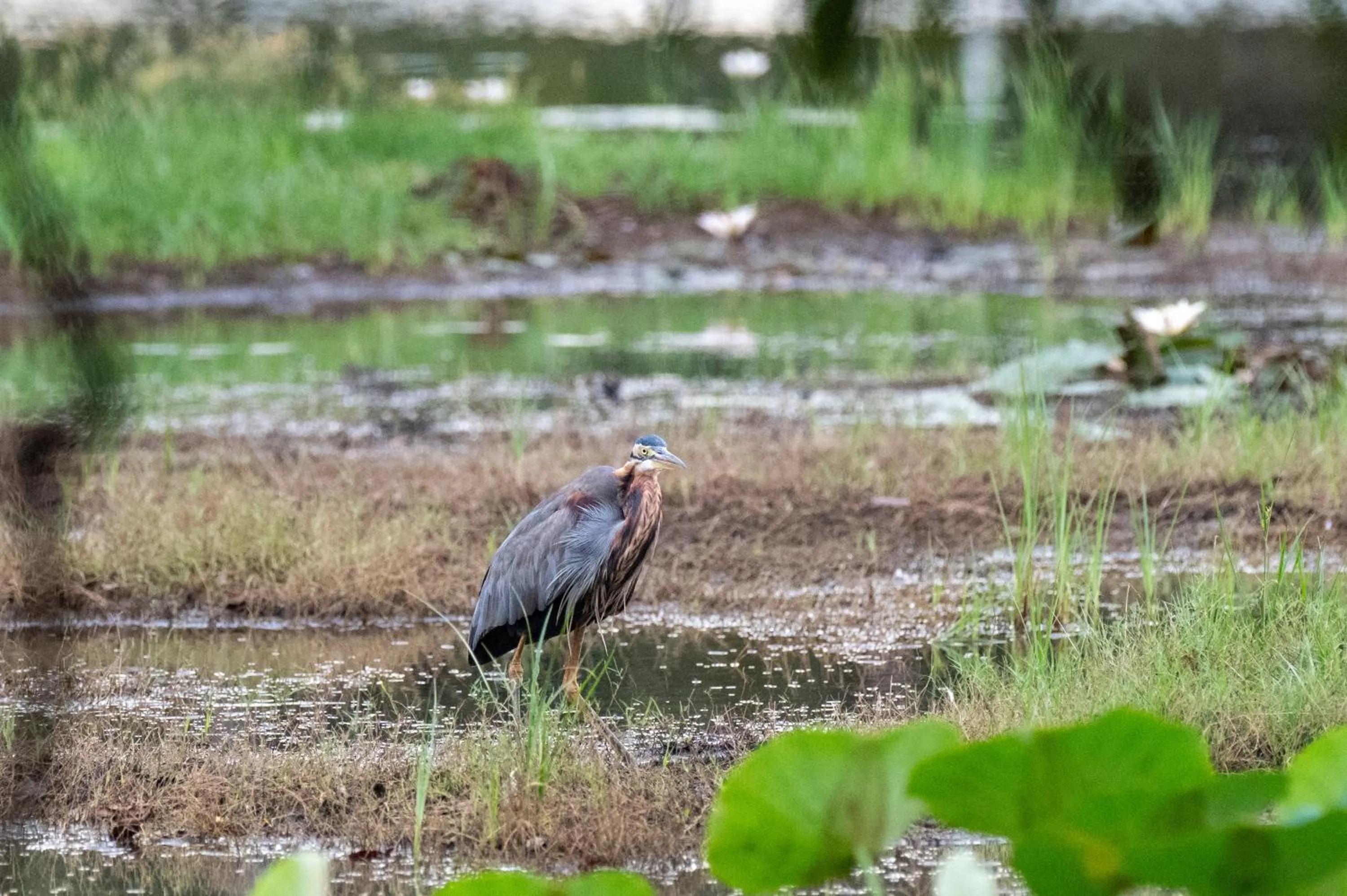 Animals in Ayurvedic Lanka Wellness Hotel