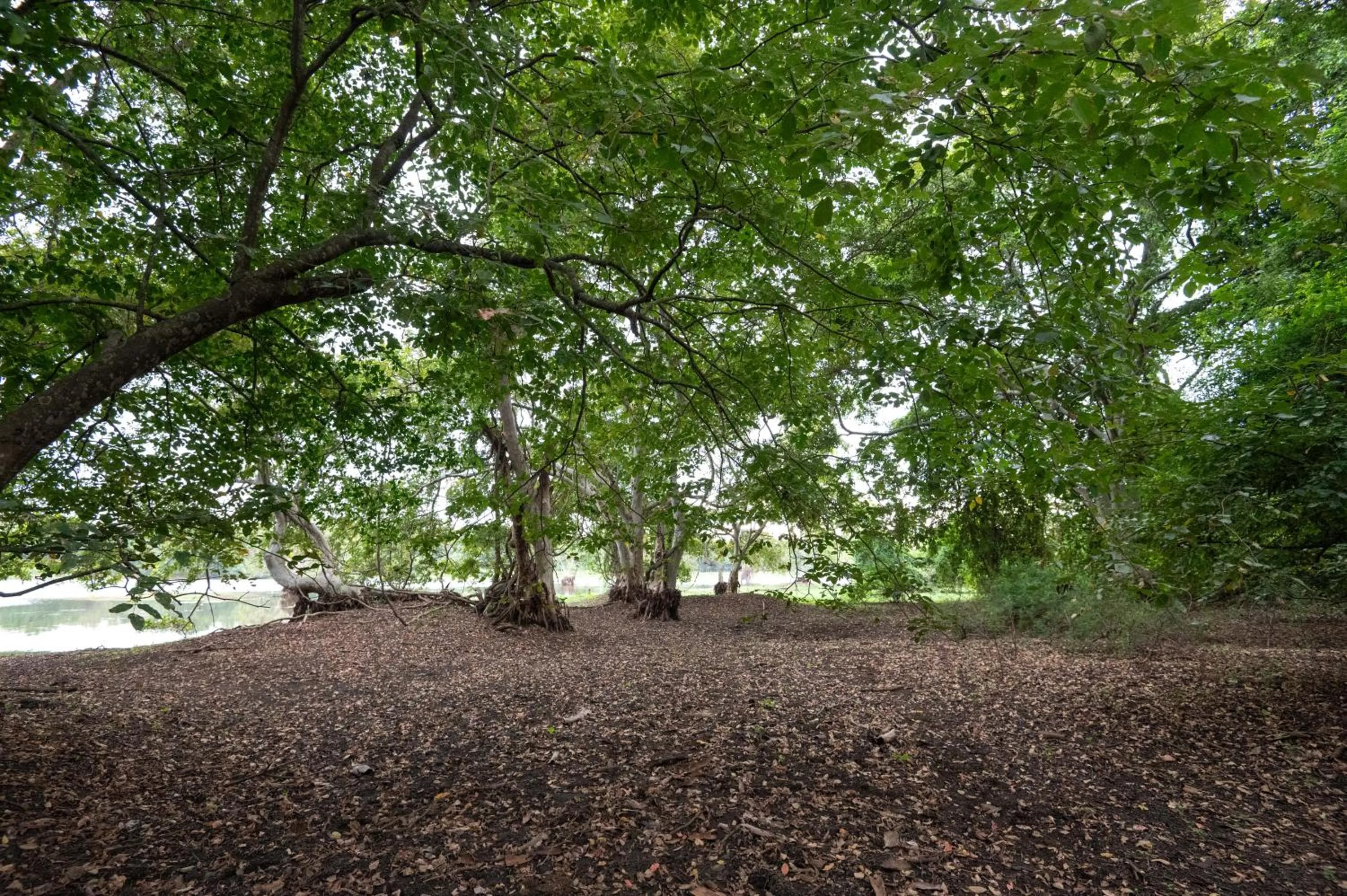 Natural landscape in Ayurvedic Lanka Wellness Hotel