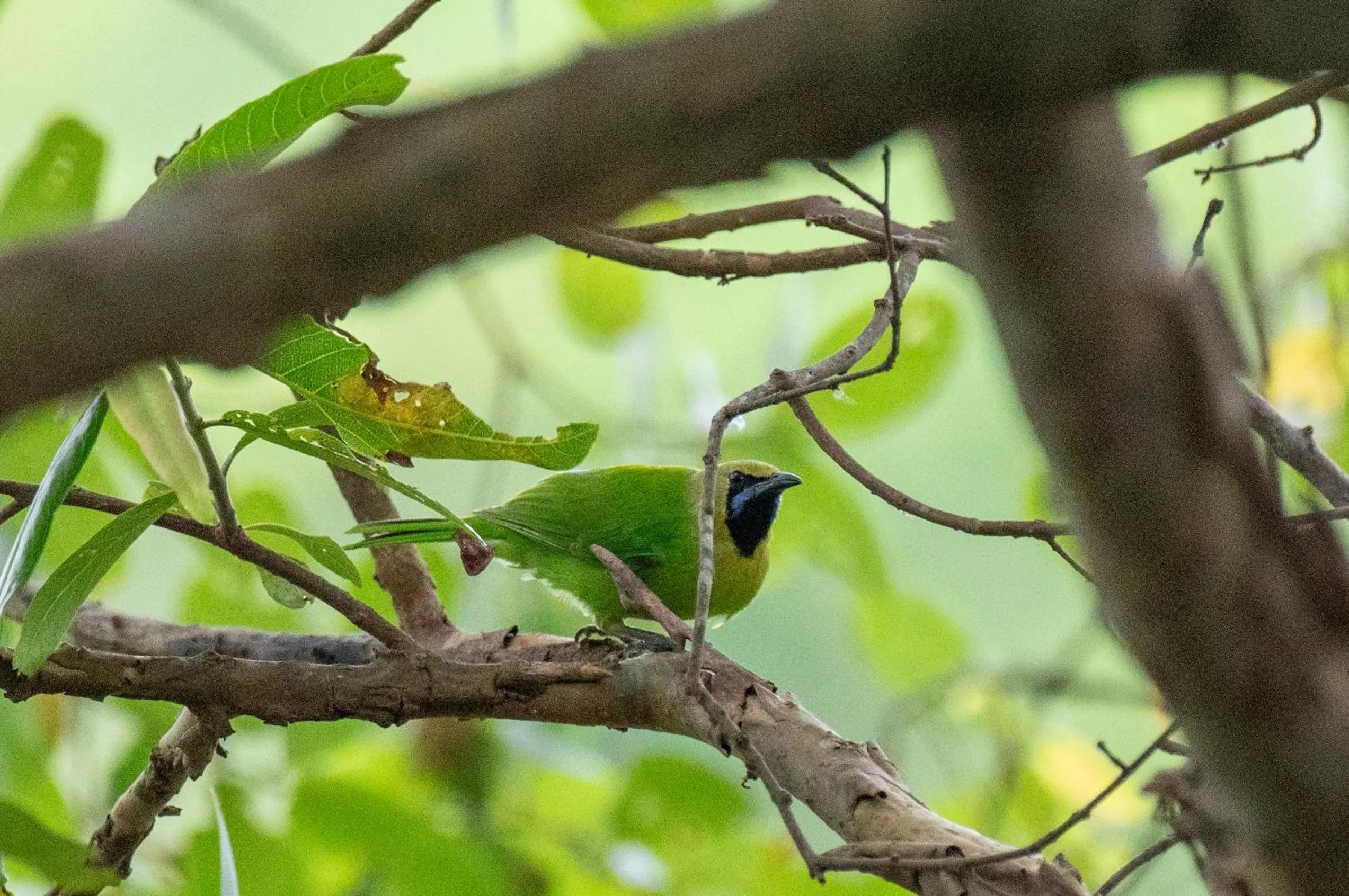 Natural landscape in Ayurvedic Lanka Wellness Hotel