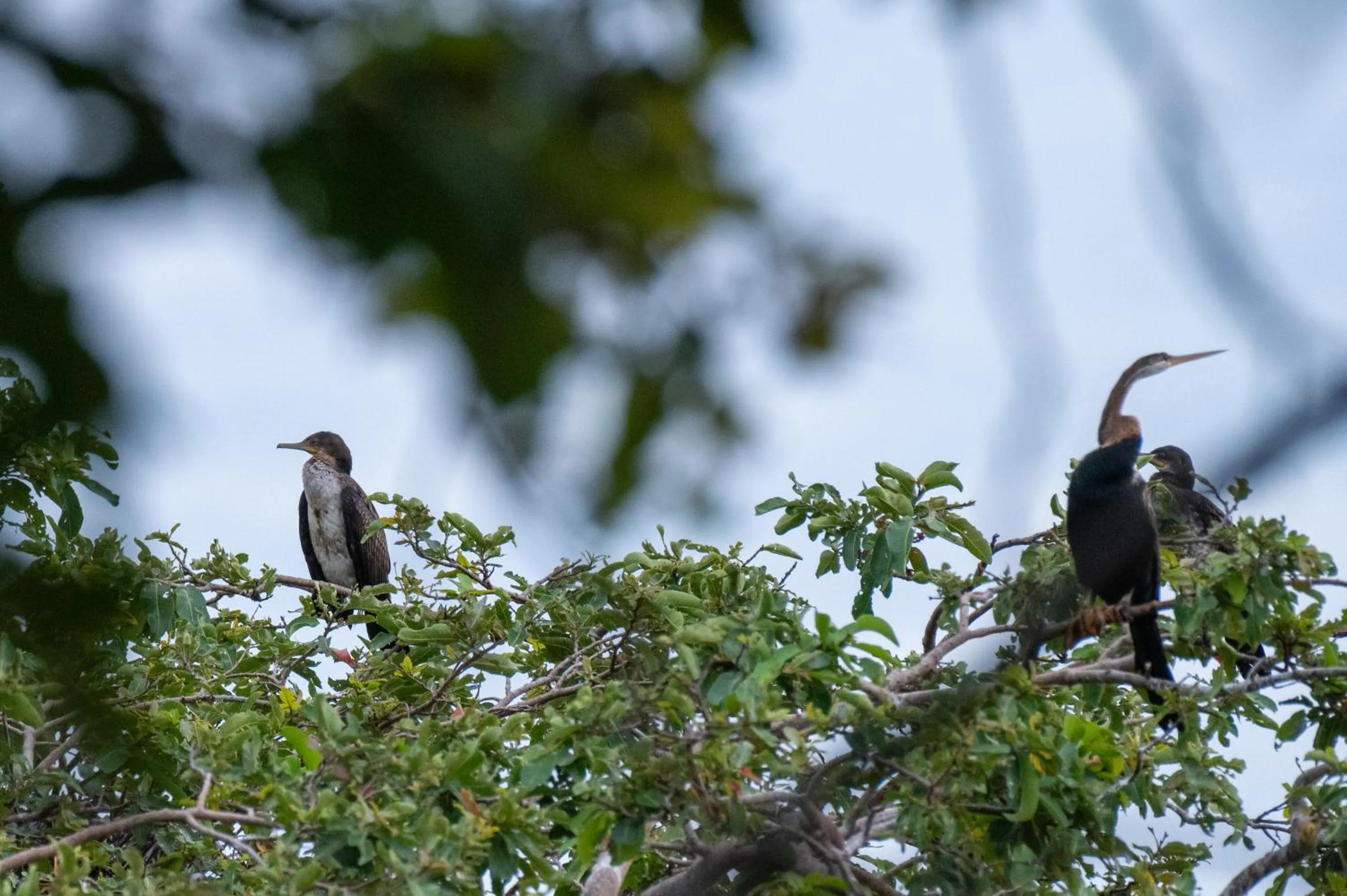 Natural landscape in Ayurvedic Lanka Wellness Hotel