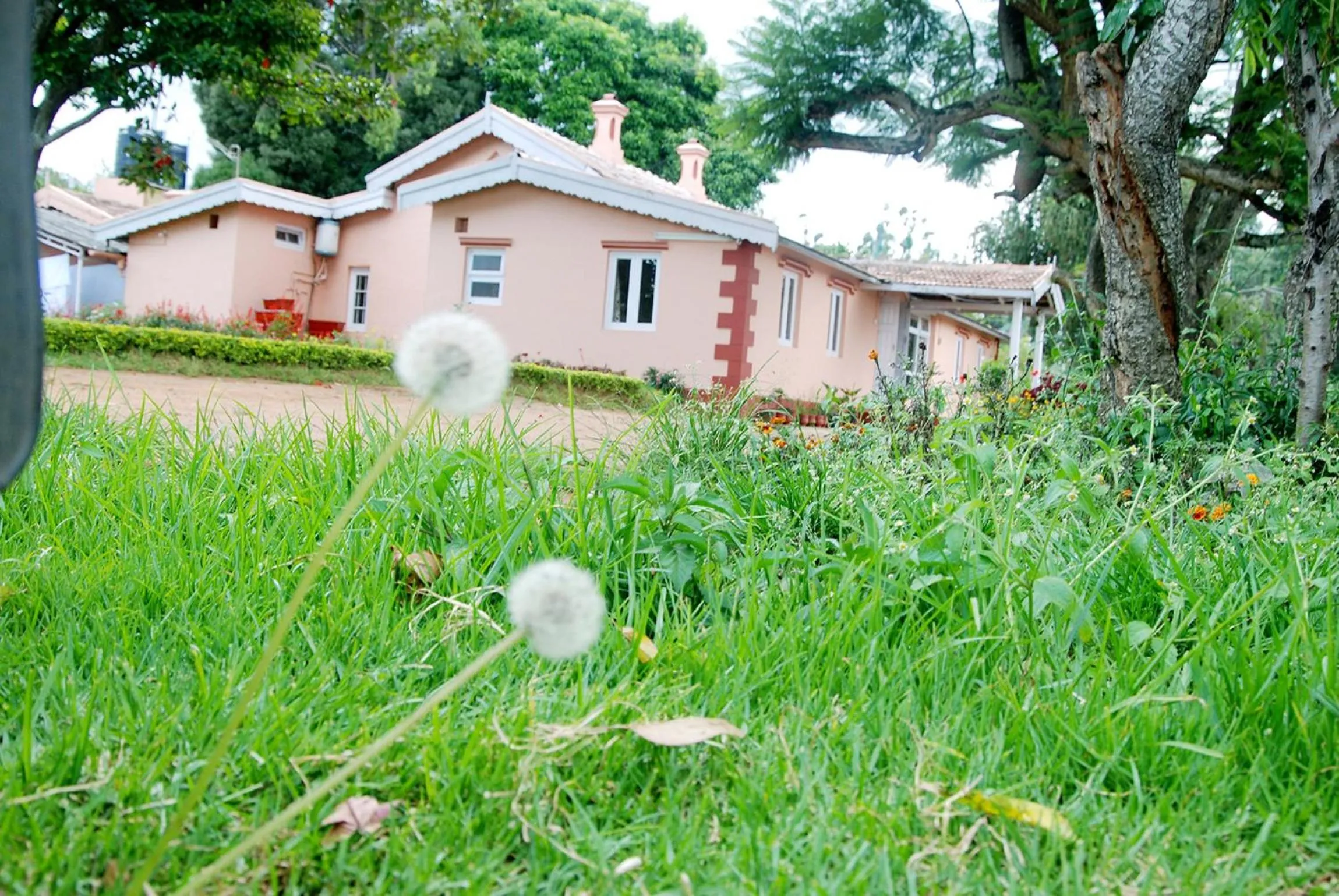 Garden in Bella Vista Homestay