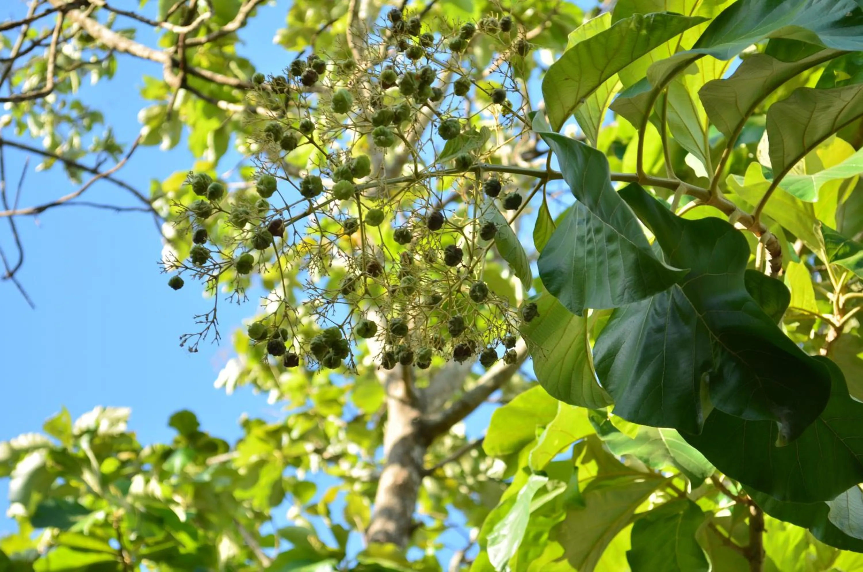 Garden view in Vallee 69 Eco Villa-Tissa,Yala