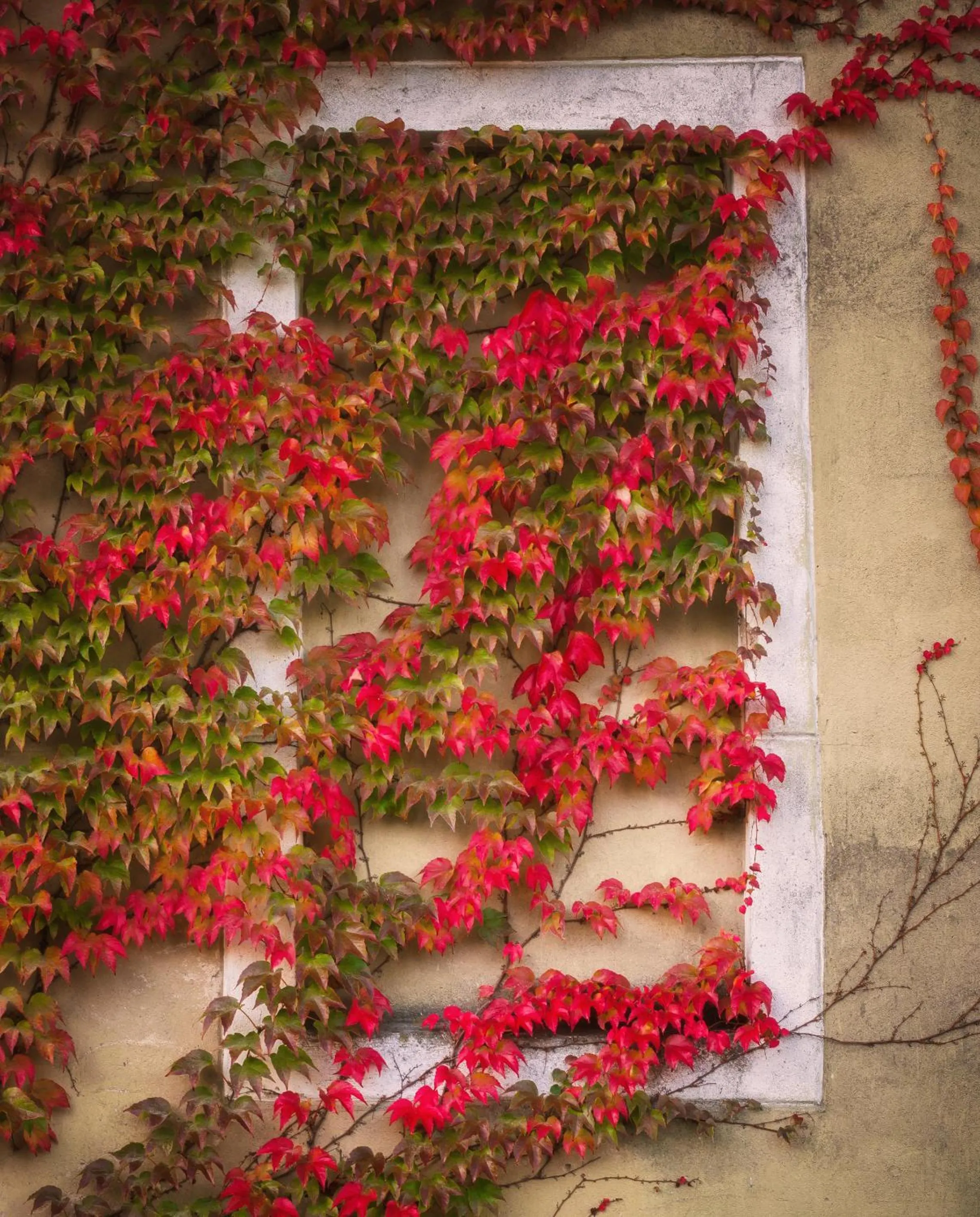 Garden in Zamek Dobroszyce