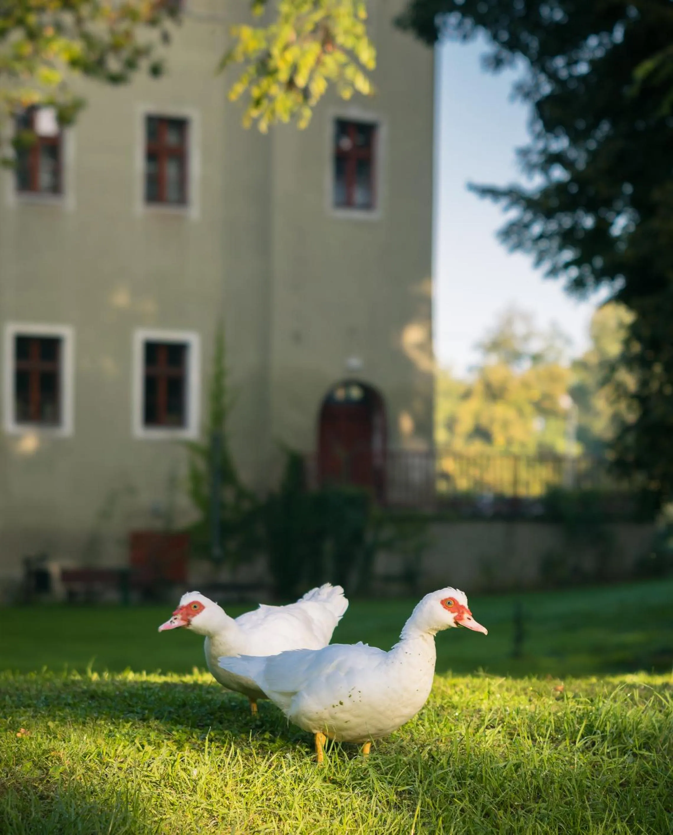 Garden in Zamek Dobroszyce