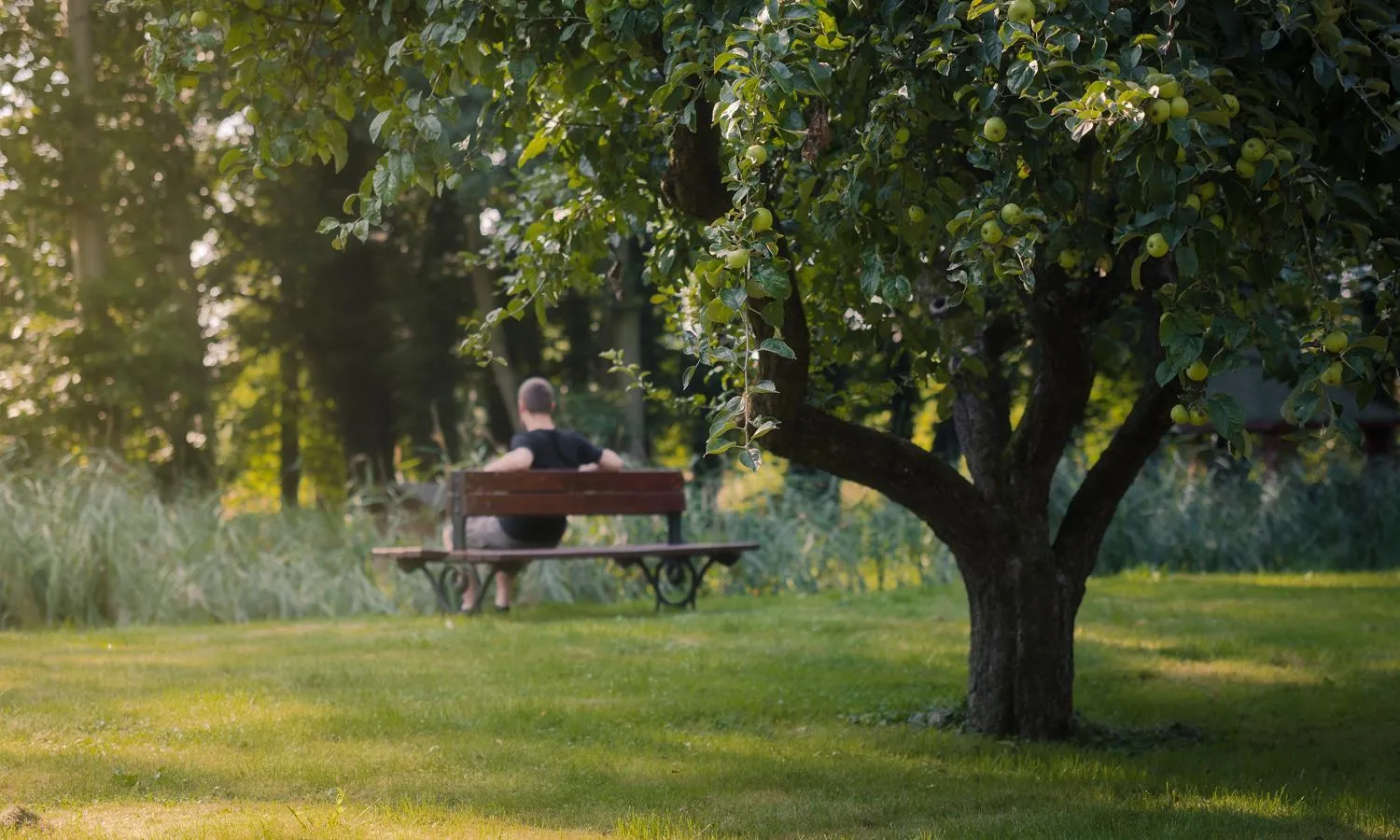 Garden in Zamek Dobroszyce