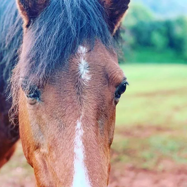 Montville Holiday Apartments