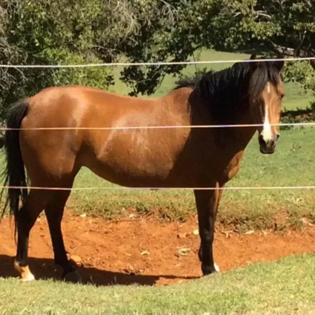 Animals in Montville Holiday Apartments