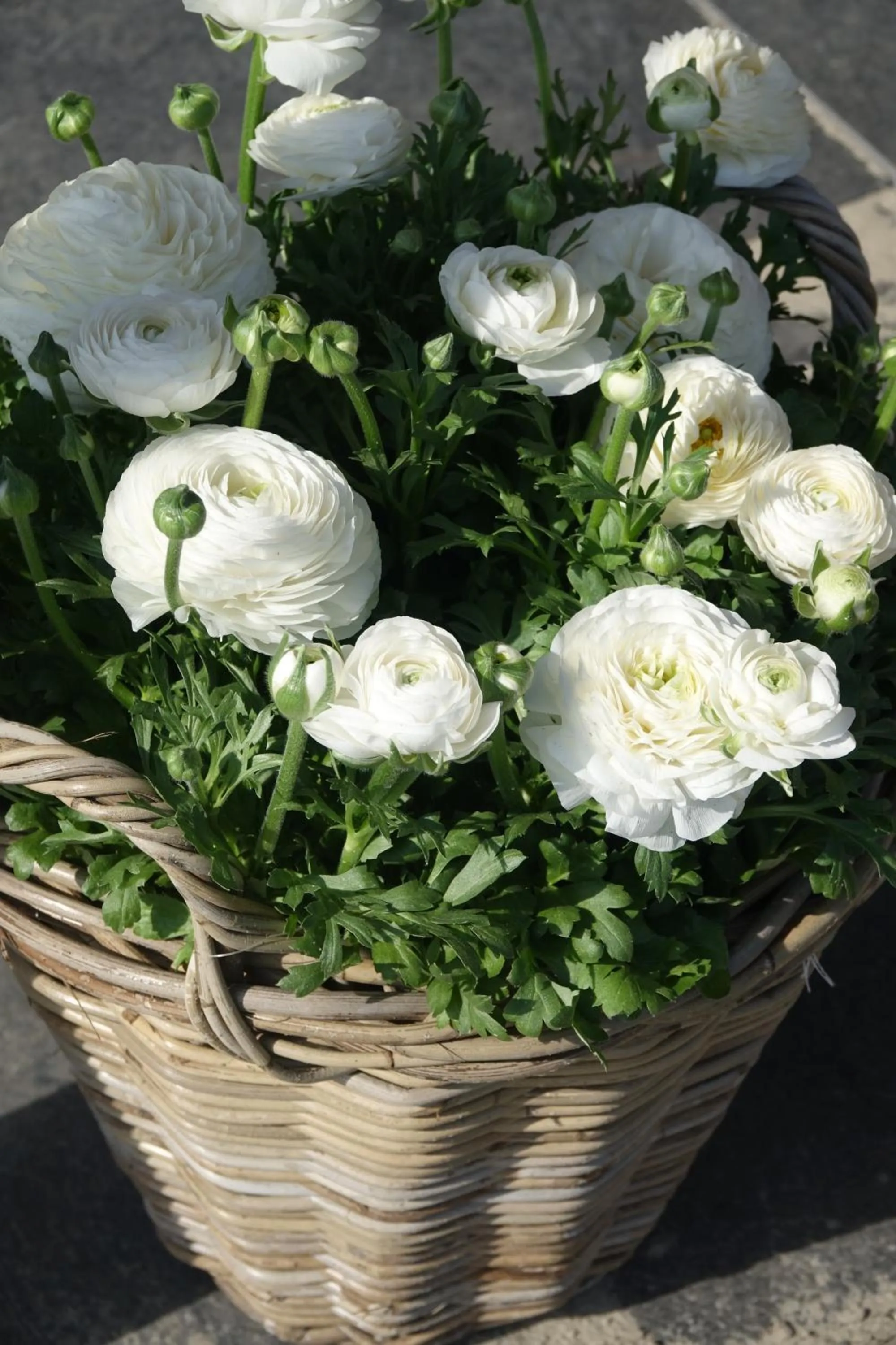 Balcony/Terrace in Hotel het Anker van Texel