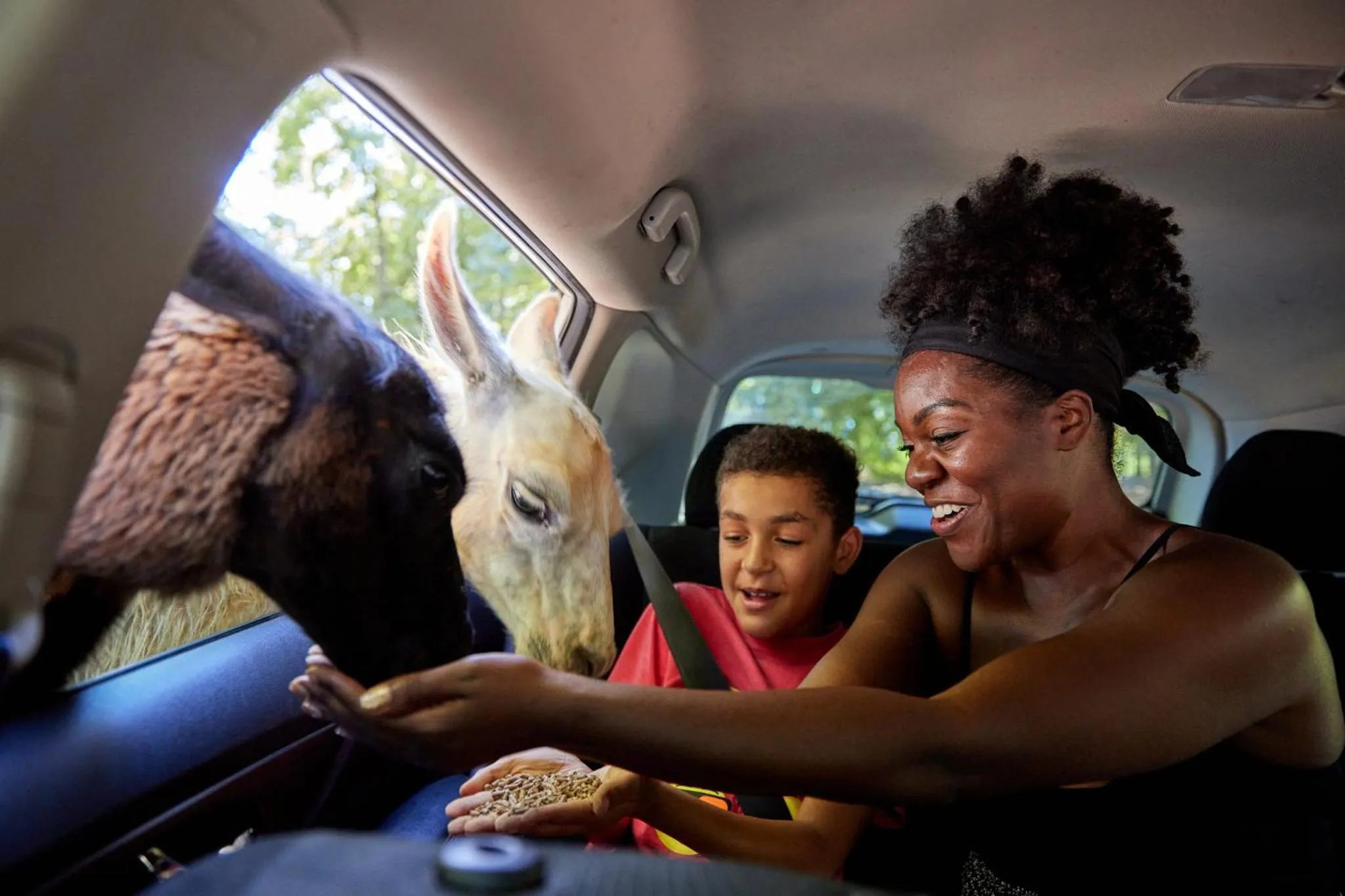 Area and facilities in Holiday Inn Express & Suites Charlotte North by IHG