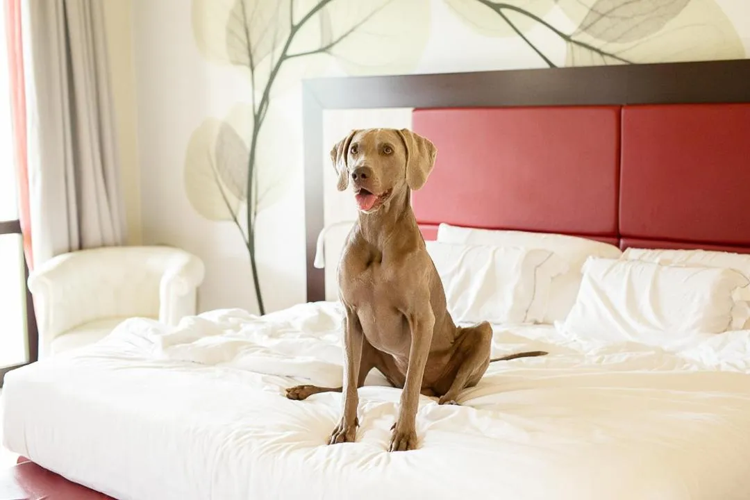 Animals, Bed in Hotel Griso Collection