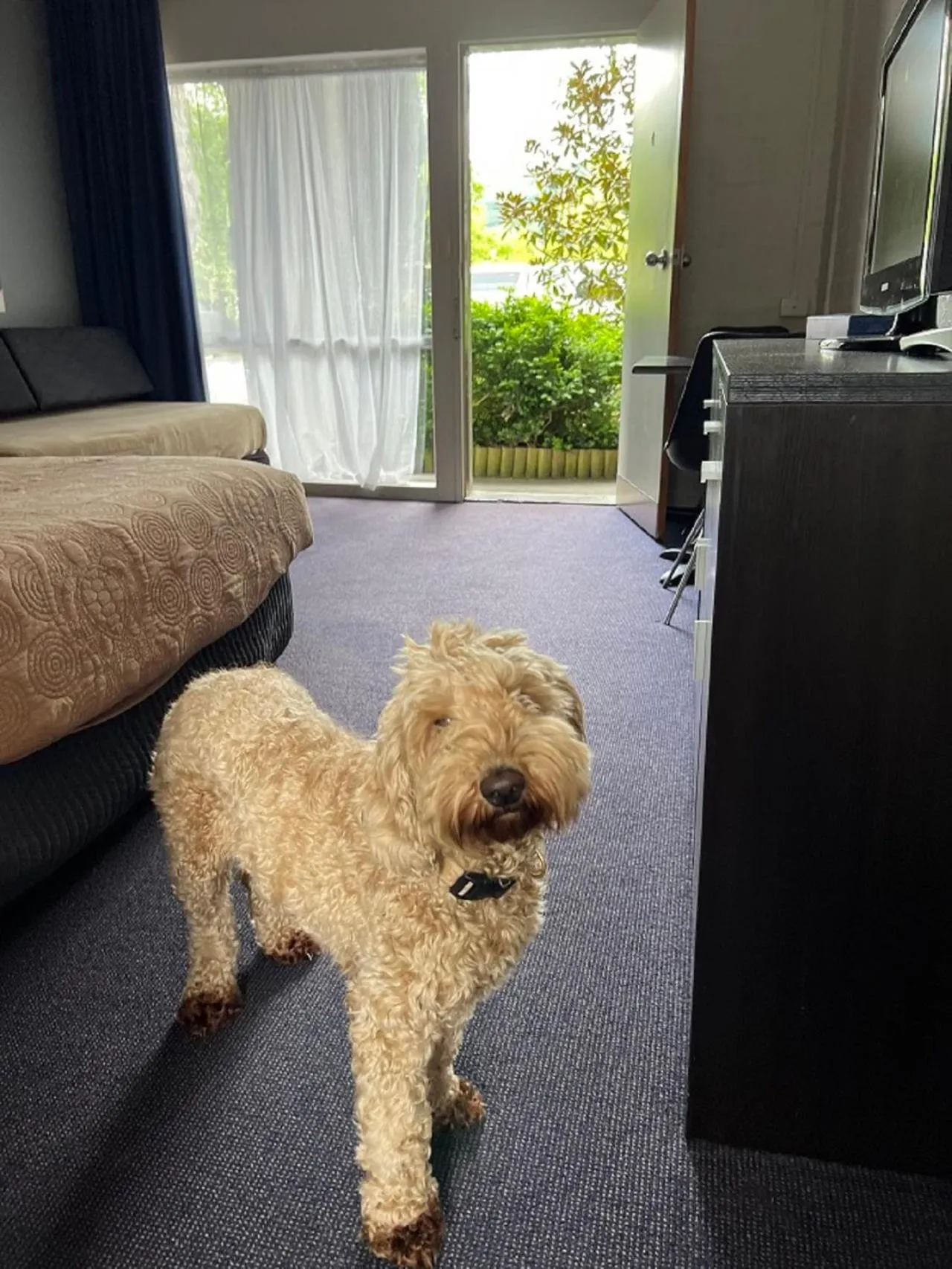 Pets in Riverbank Park MOTEL