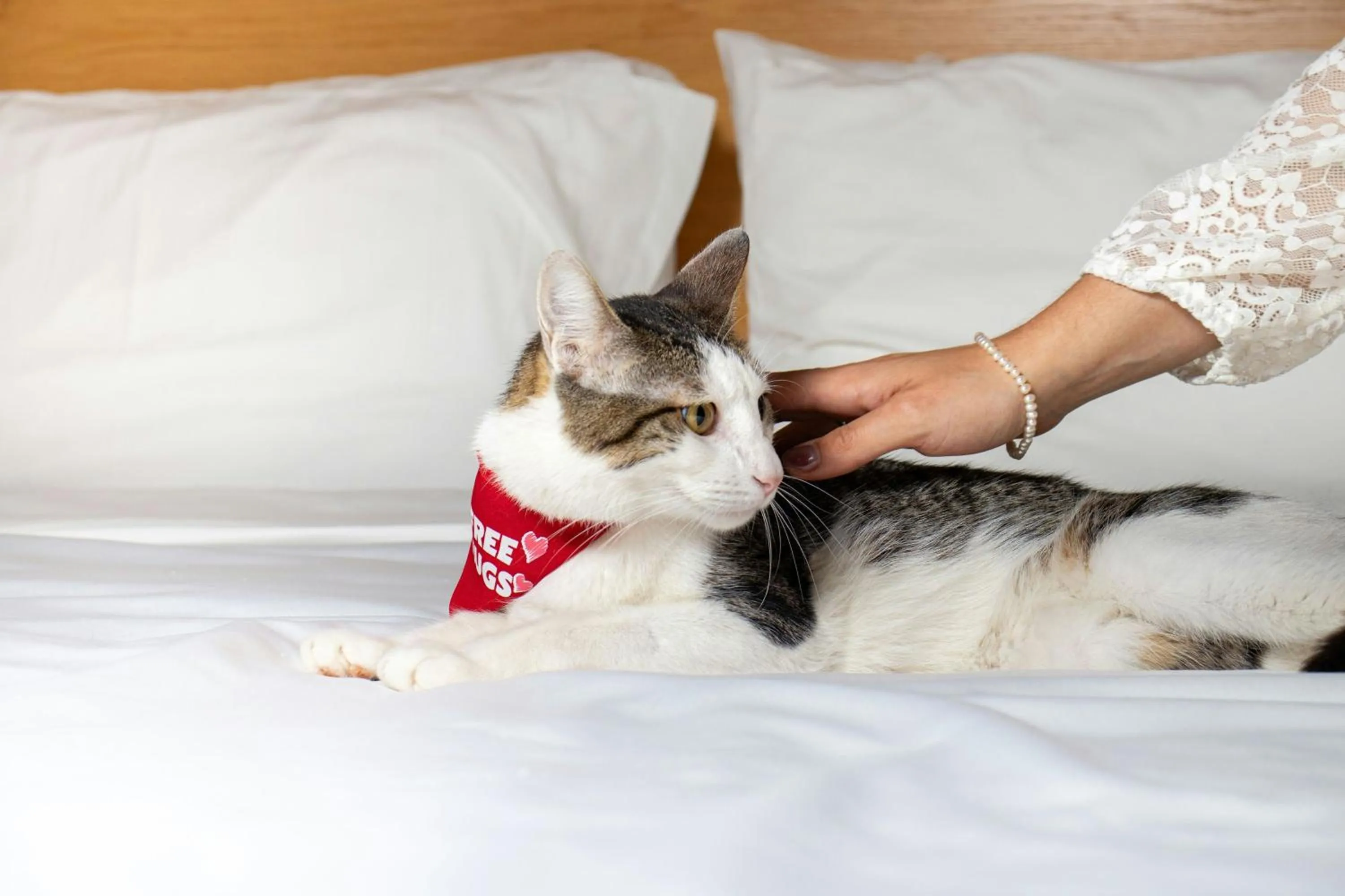 Other in Four Points by Sheraton Cancun Centro