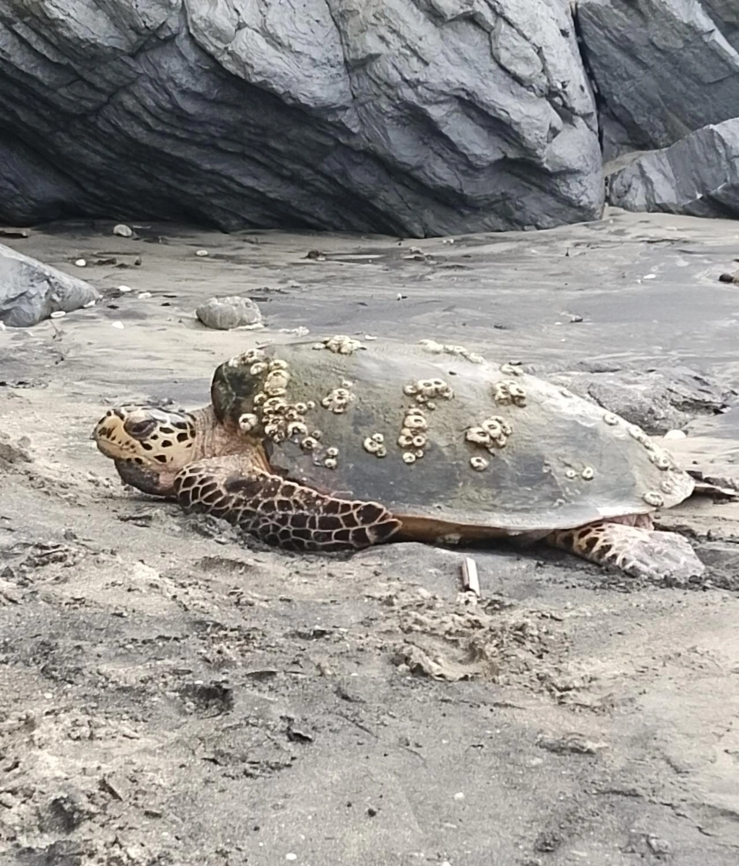 Animals in Tiki Komba