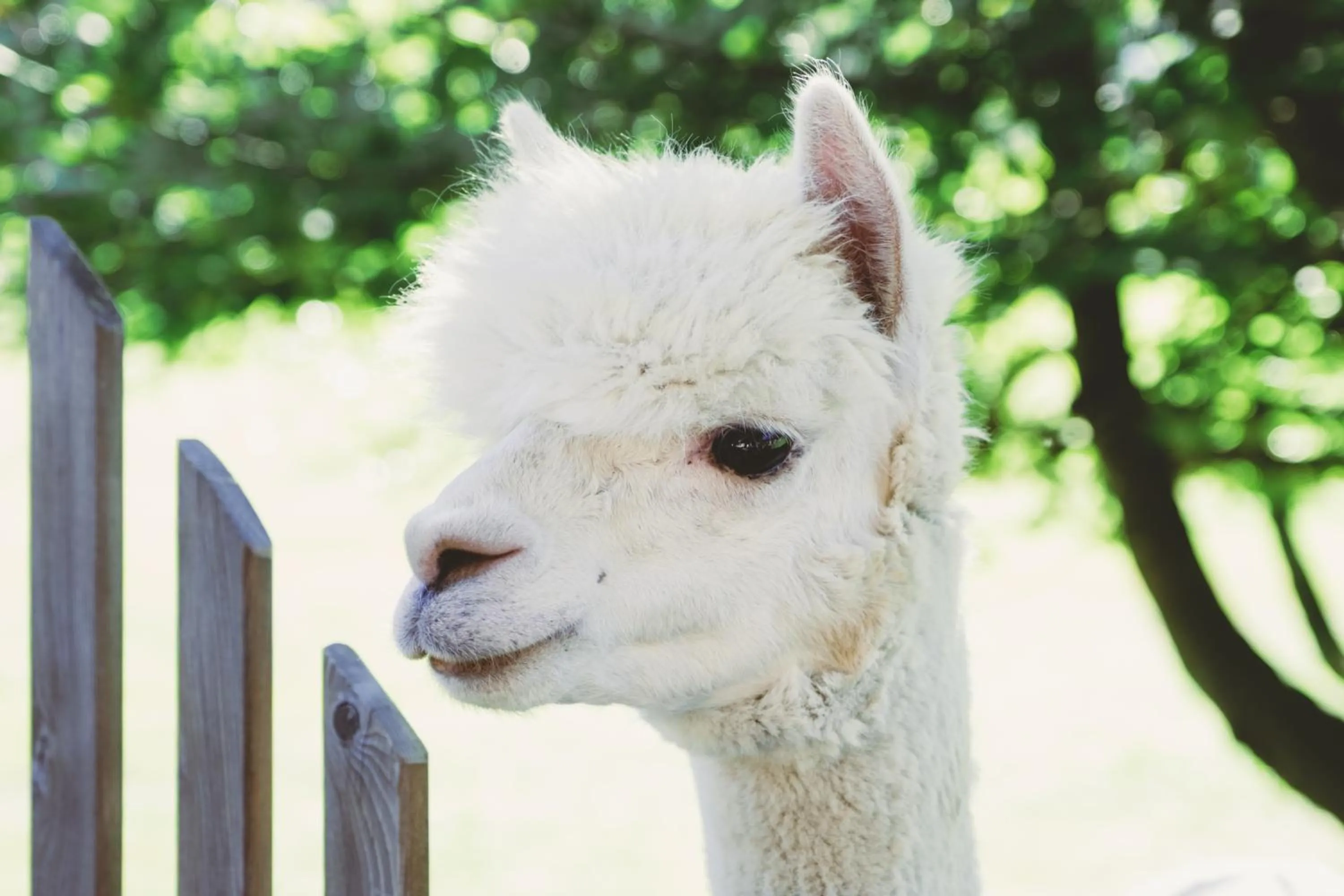 Animals in Das Franzl - Bett & Brot