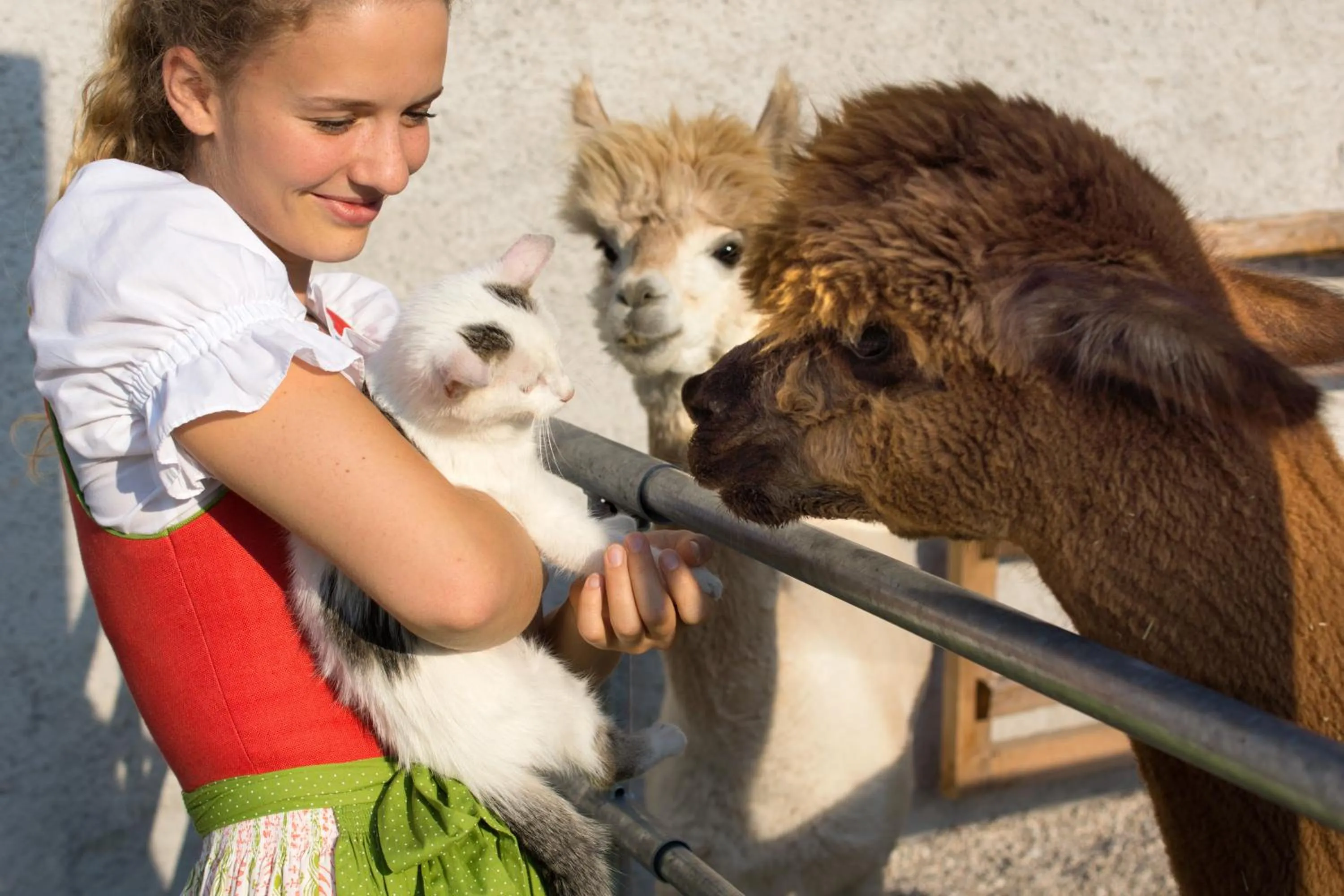 Animals in Das Franzl - Bett & Brot