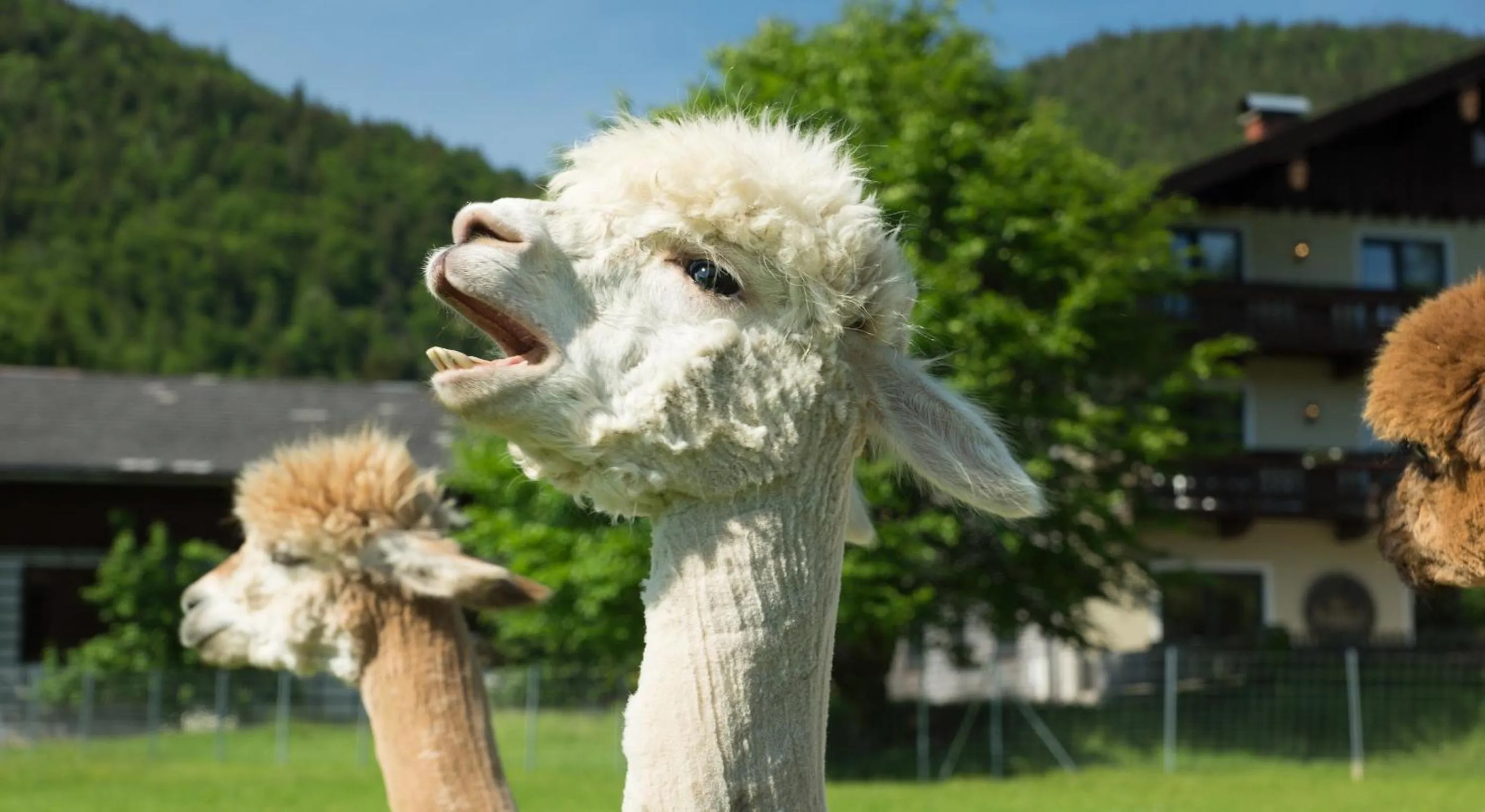 Animals in Das Franzl - Bett & Brot