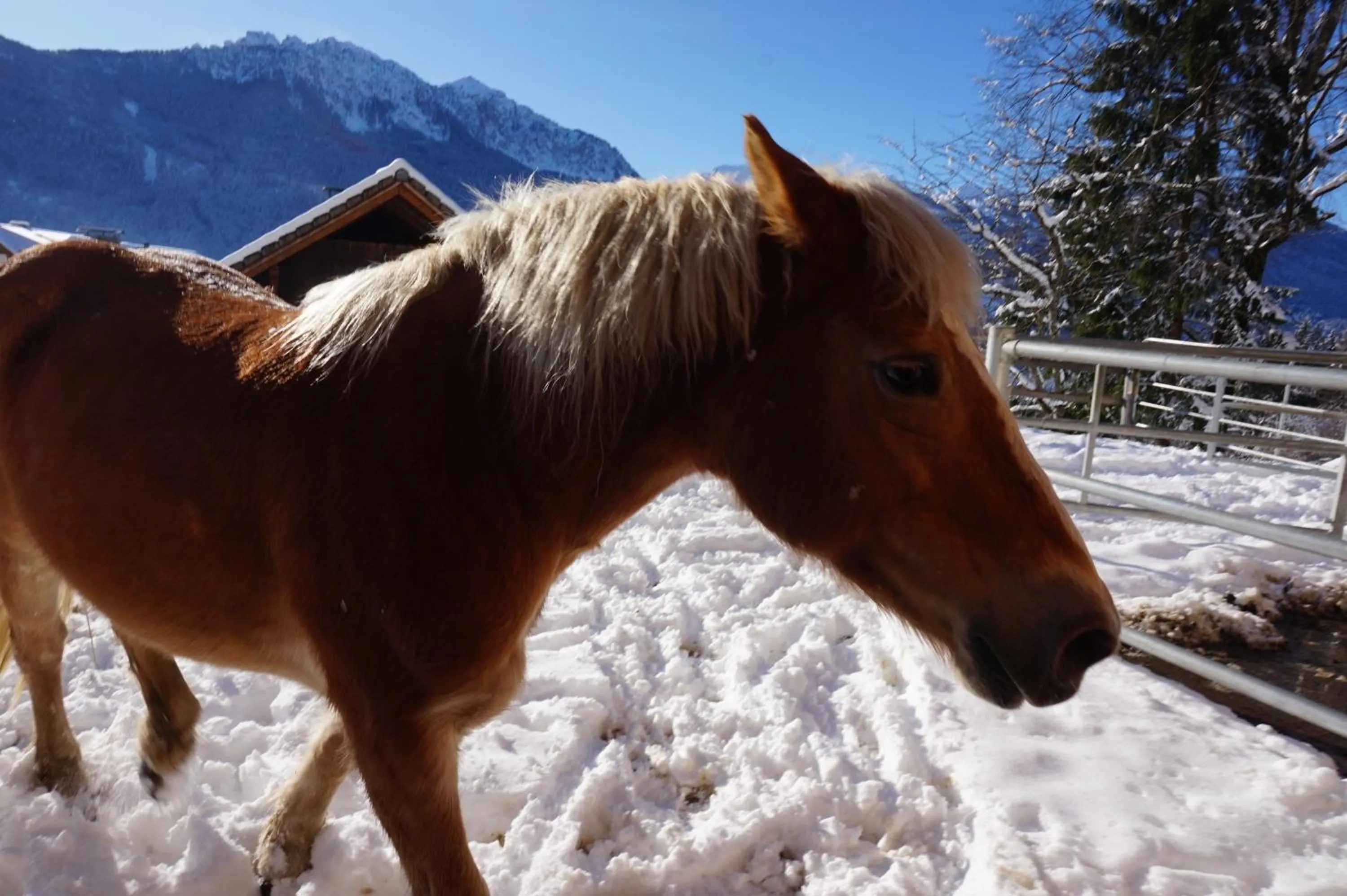 Animals in nawu apartments & Restaurant