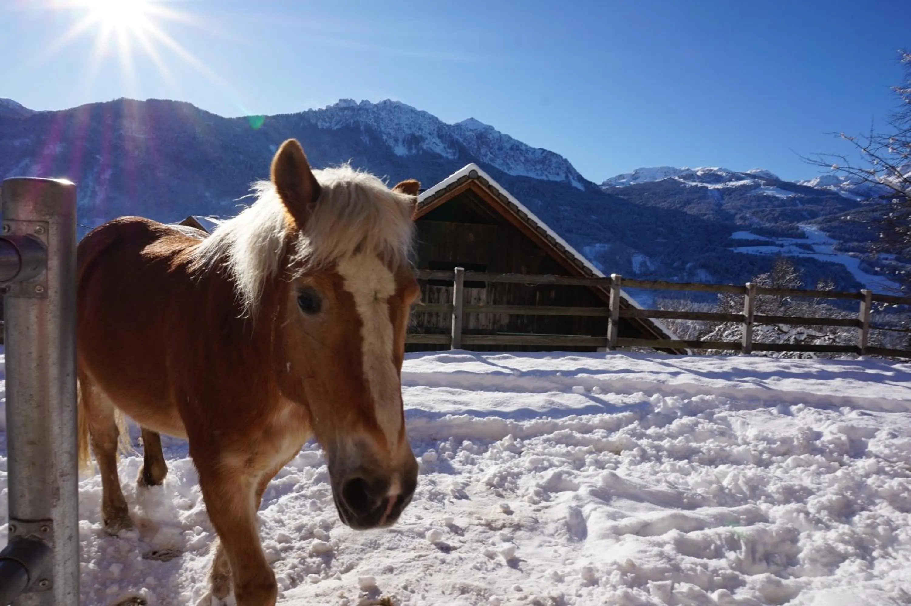 Animals in nawu apartments & Restaurant