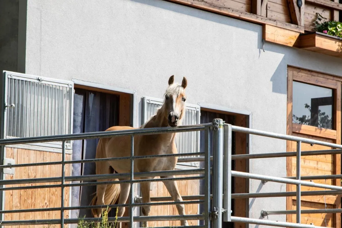 Animals in nawu apartments & Restaurant