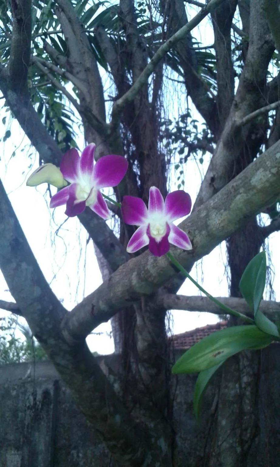 Garden in Methira Villa