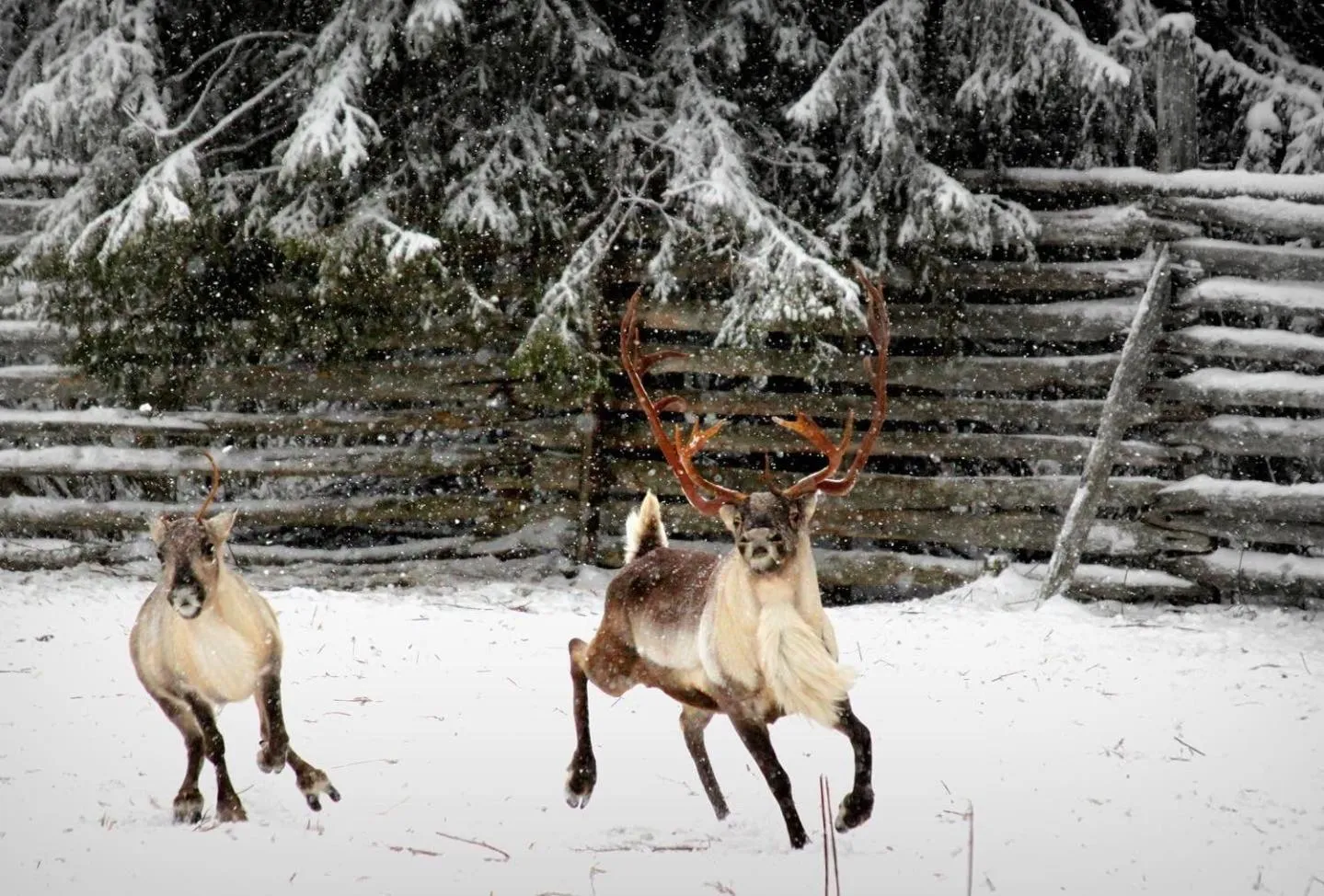 View (from property/room) in Balder Luxury Lodge & Glass Igloos