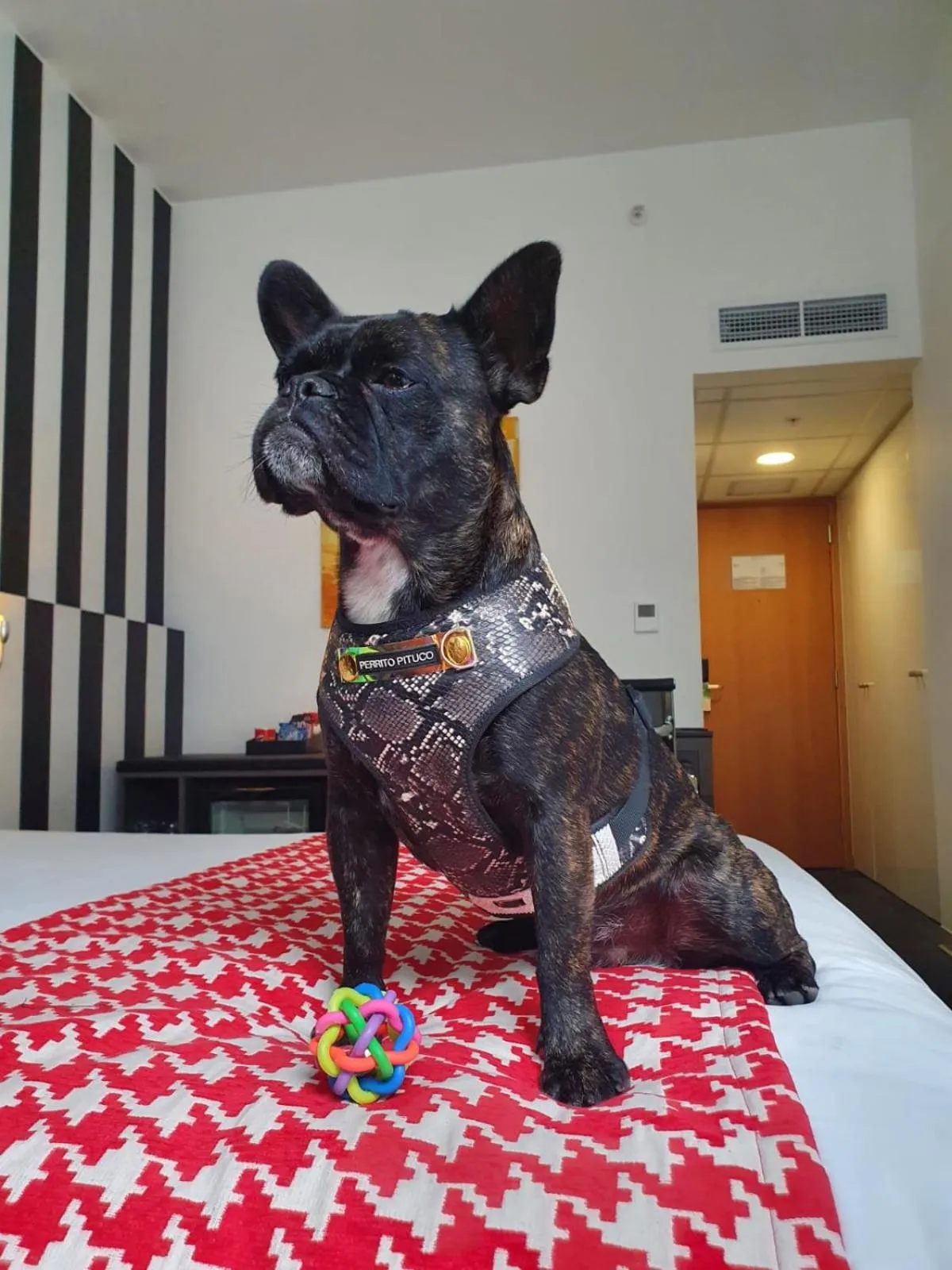 Pets in Wyndham Costa del Sol Lima City