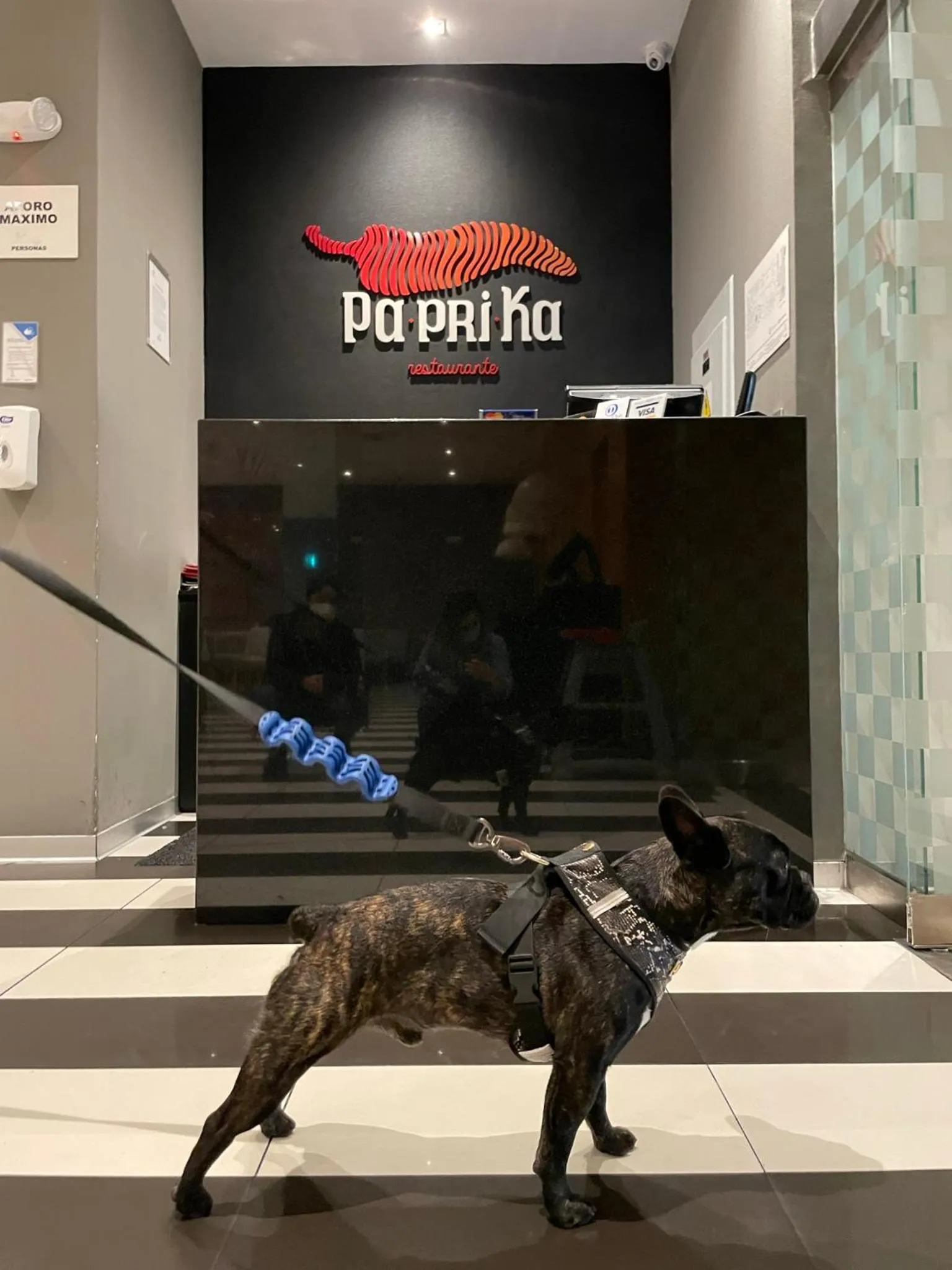 Pets in Wyndham Costa del Sol Lima City