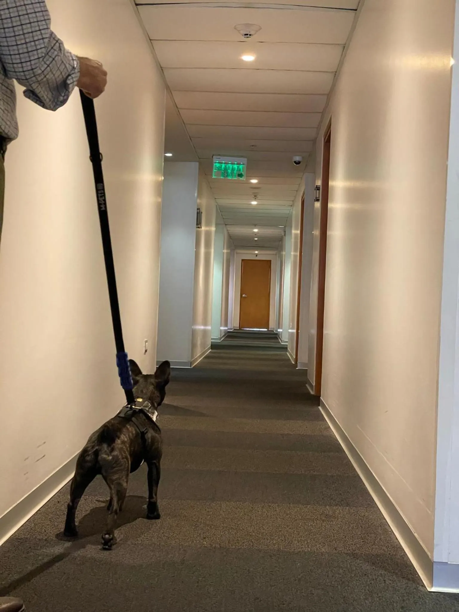 Pets in Wyndham Costa del Sol Lima City