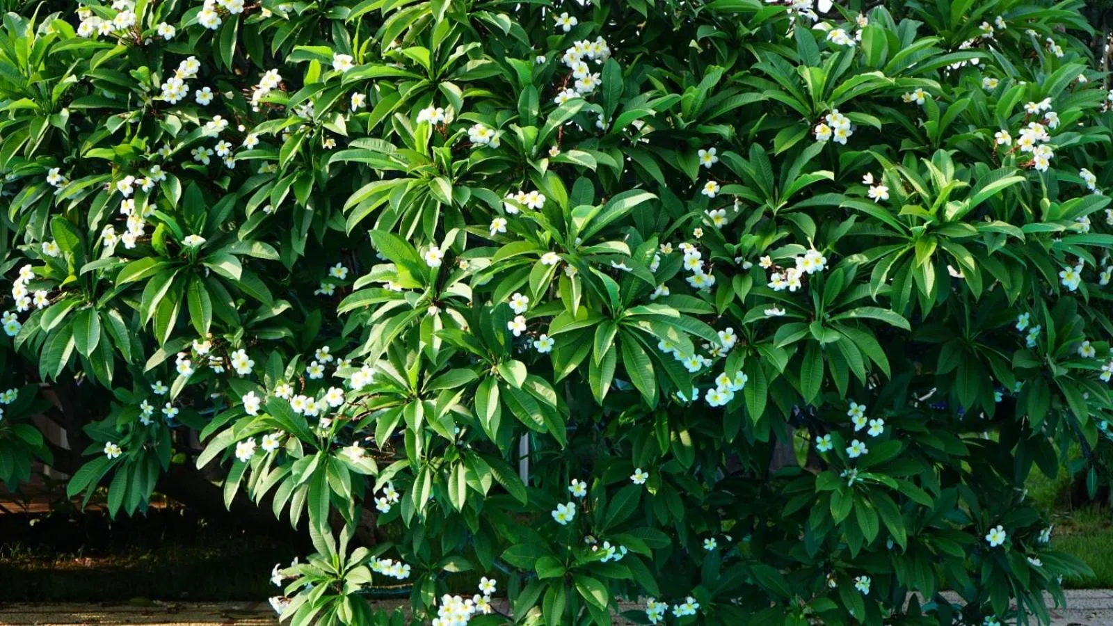Garden view in Villa Megna - Green Paradise B&B