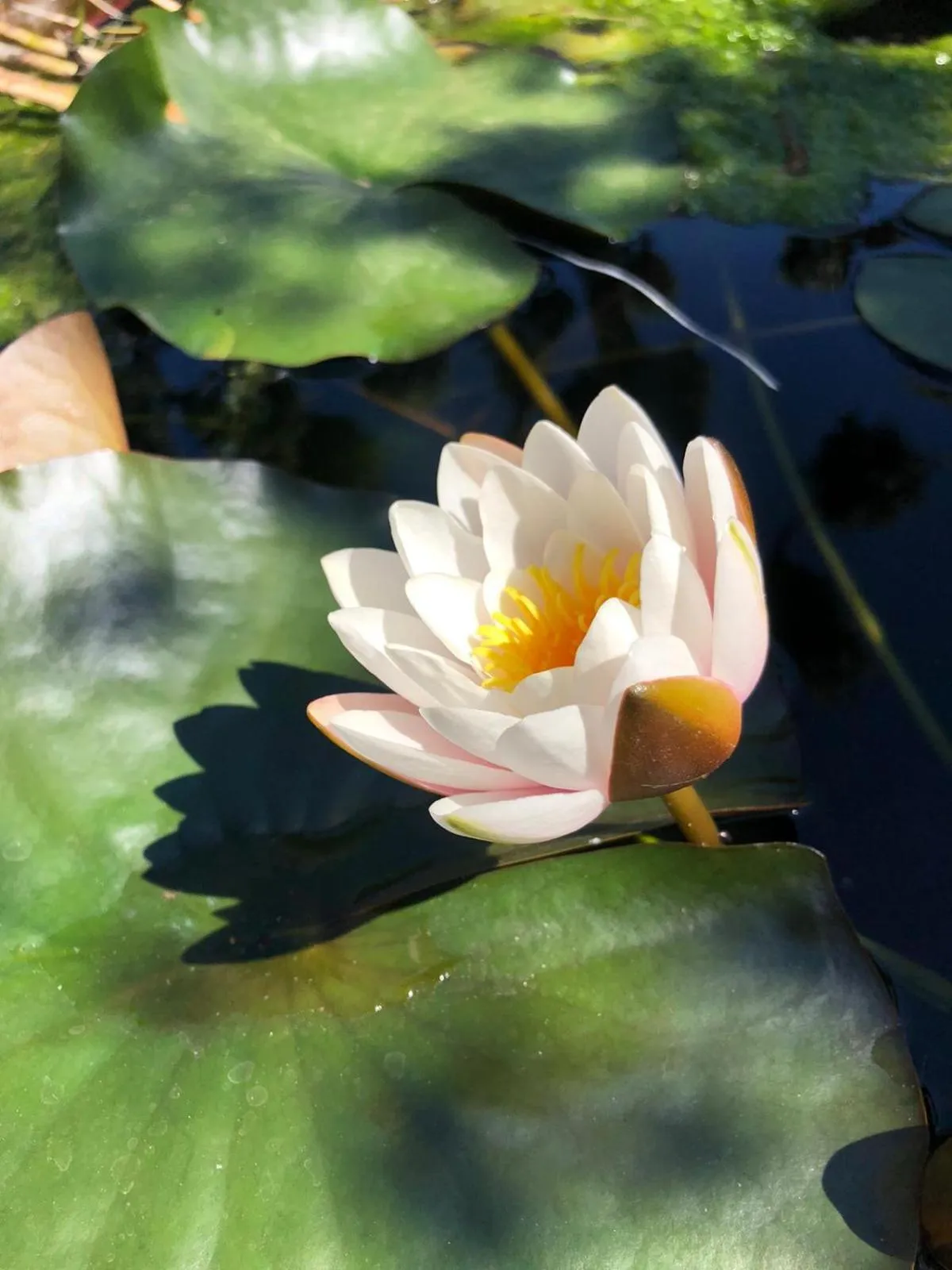 Garden in Villa Megna - Green Paradise B&B