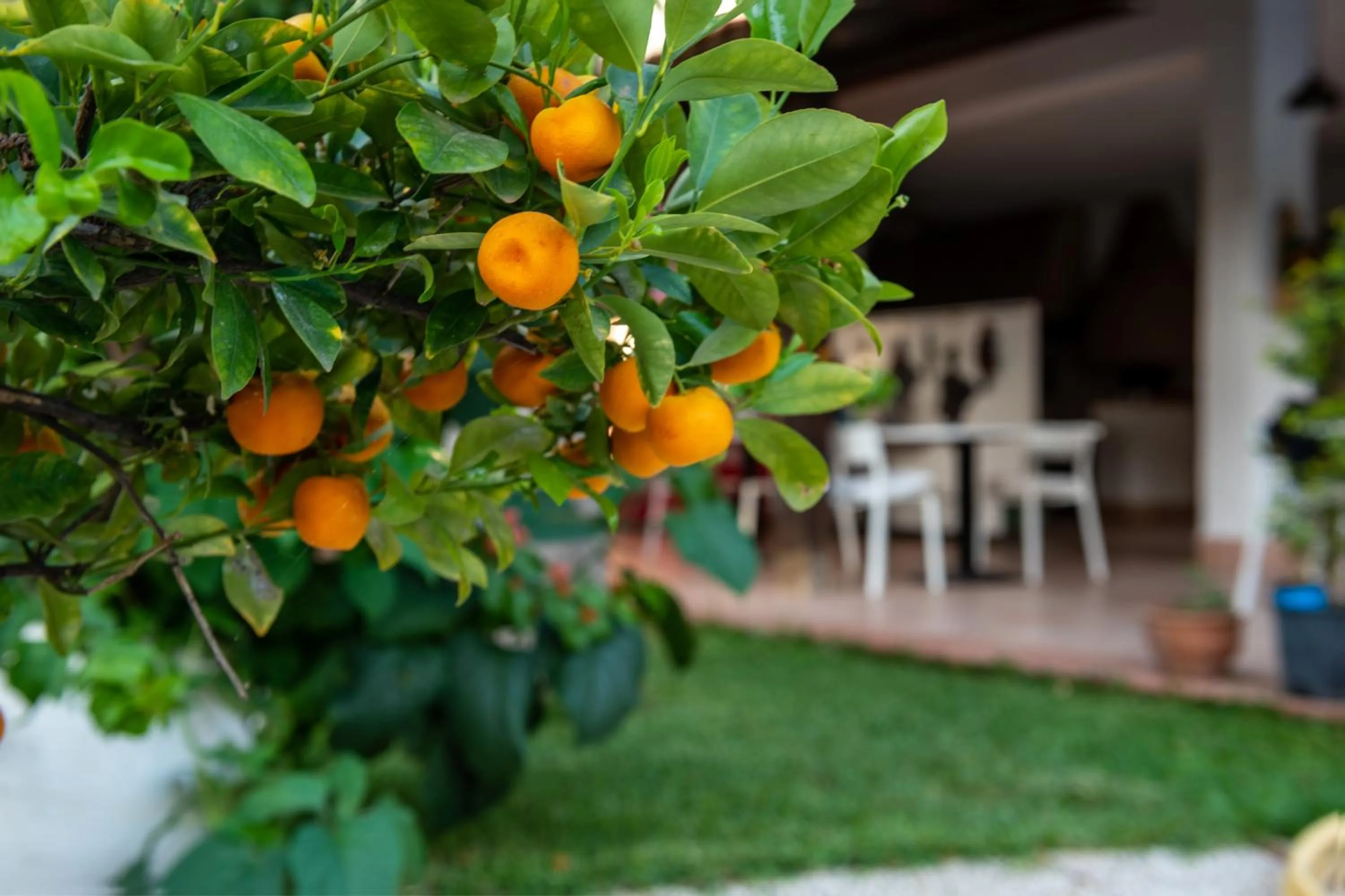 Garden in Villa Megna - Green Paradise B&B