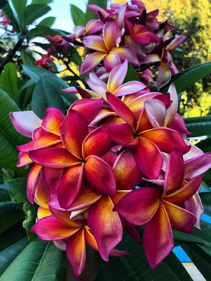 Garden in Villa Megna - Green Paradise B&B