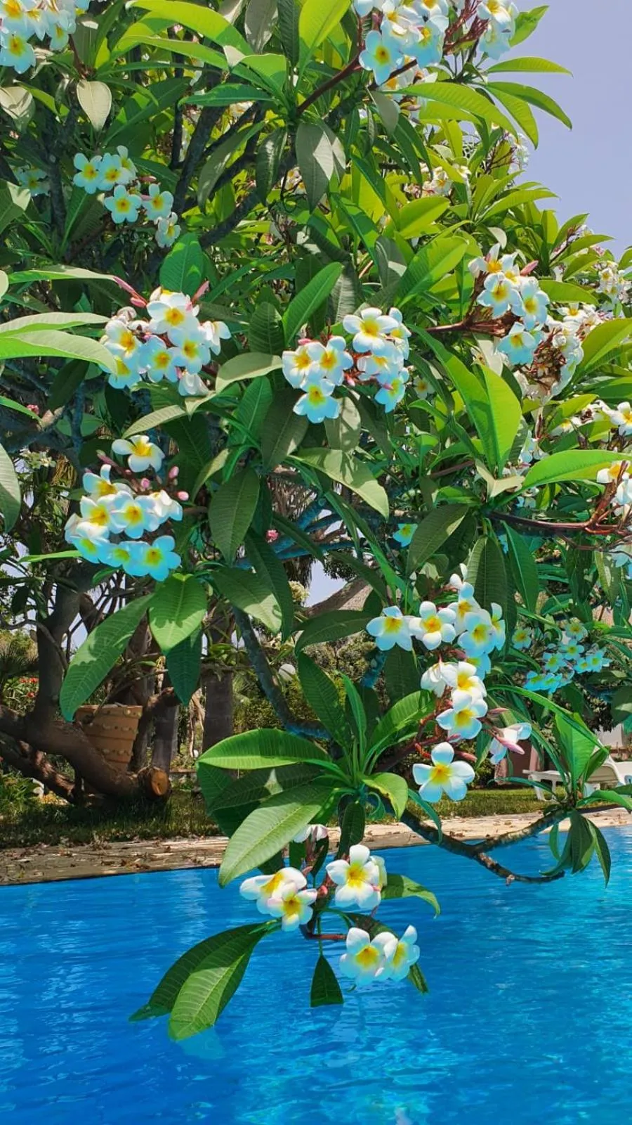 Swimming pool in Villa Megna - Green Paradise B&B