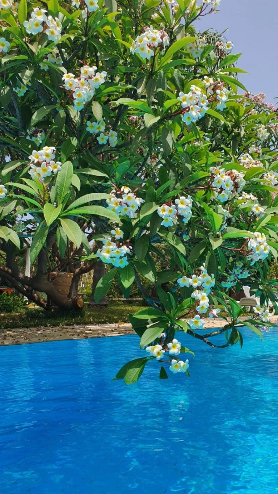 Garden in Villa Megna - Green Paradise B&B