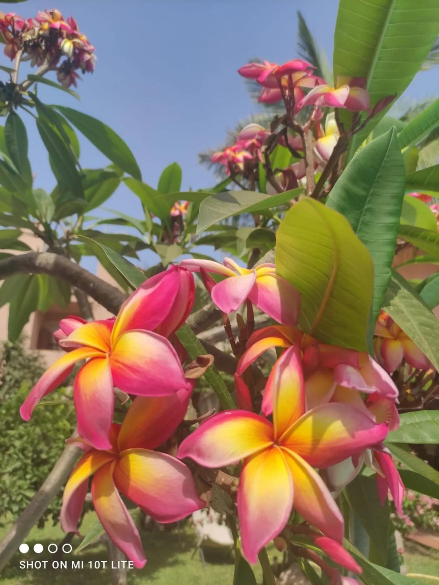 Garden in Villa Megna - Green Paradise B&B