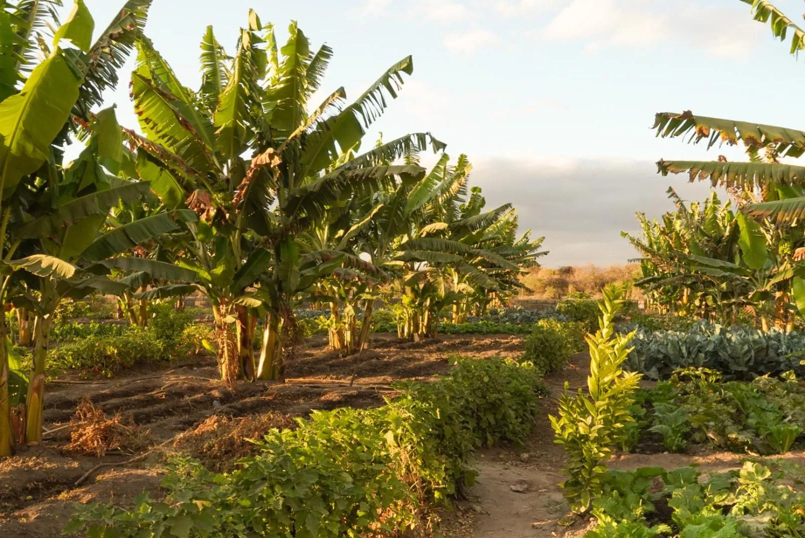 Garden in Suricata Boma Lodge