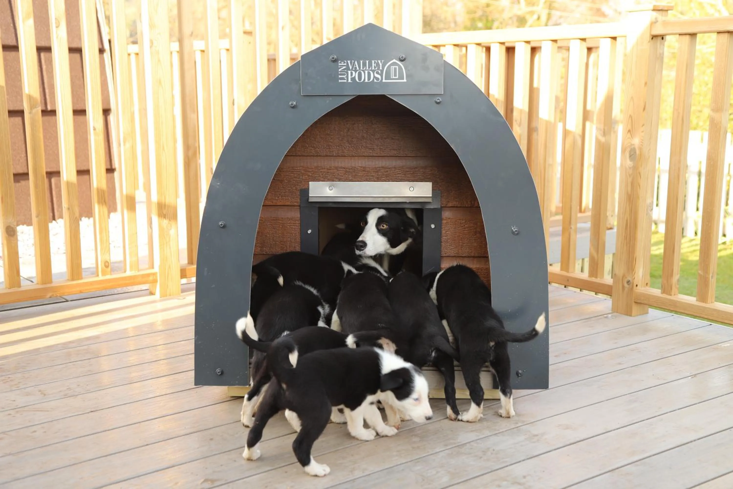 Animals in The Kellbank