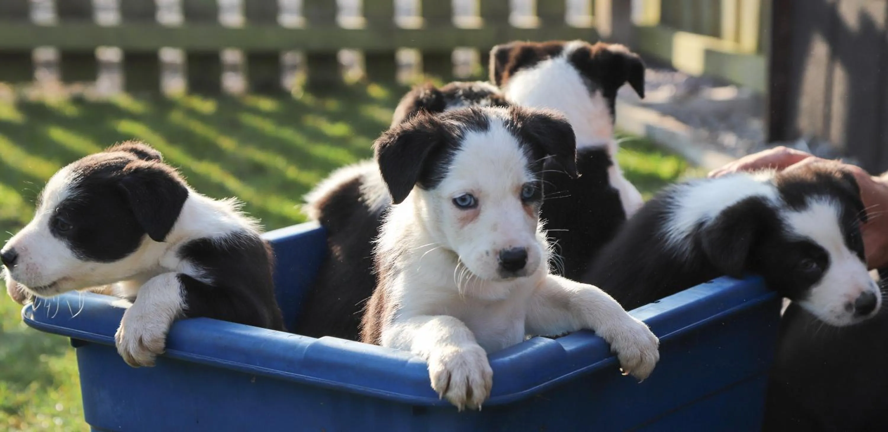 Pets in The Kellbank