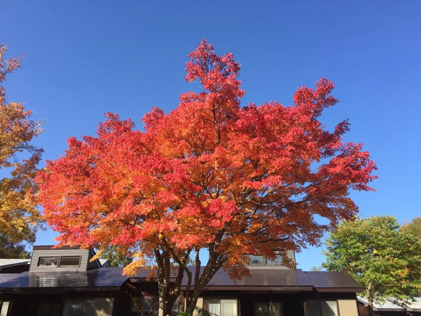 Natural landscape in Nature Cottage Akabeko