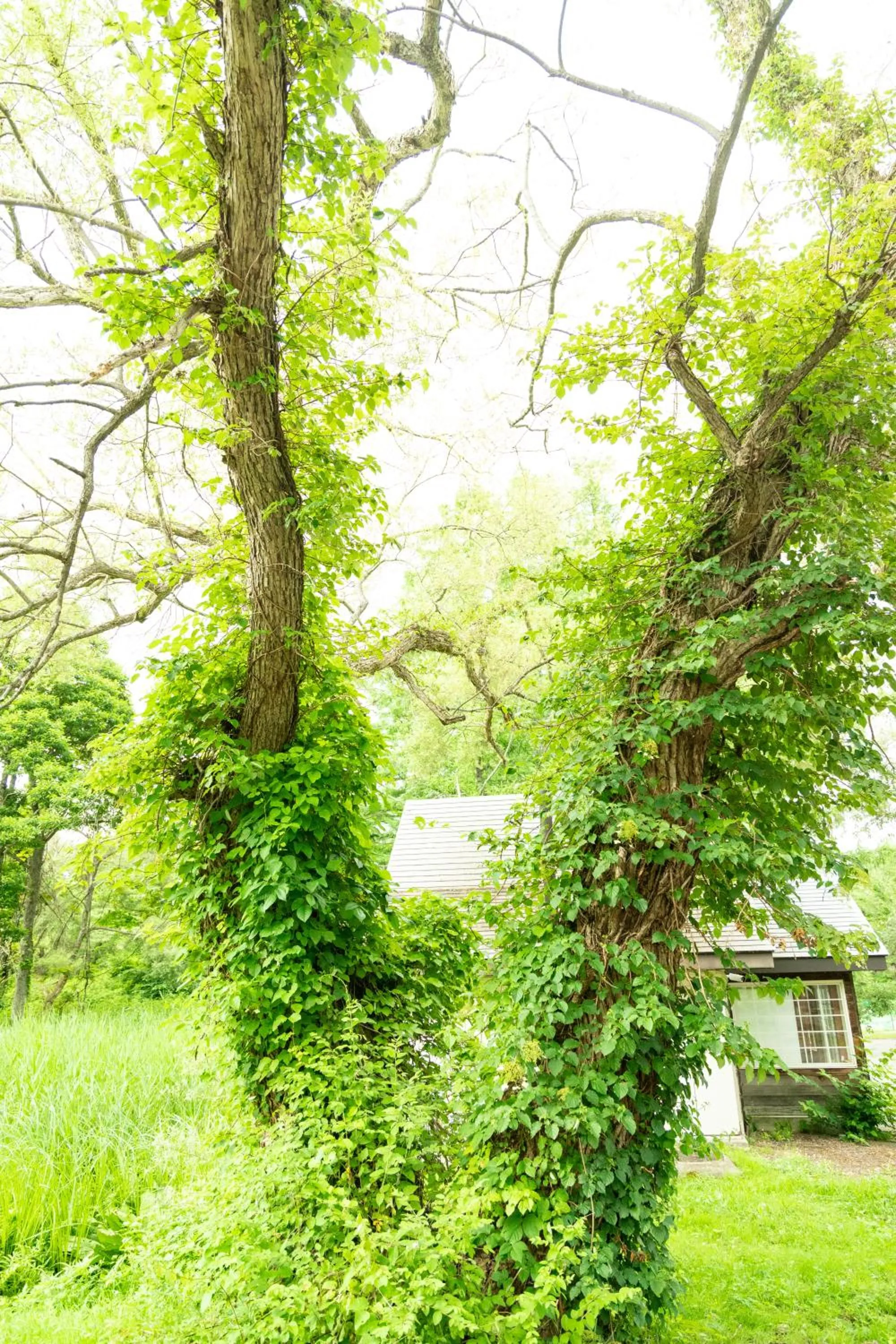 Day in Nature Cottage Akabeko