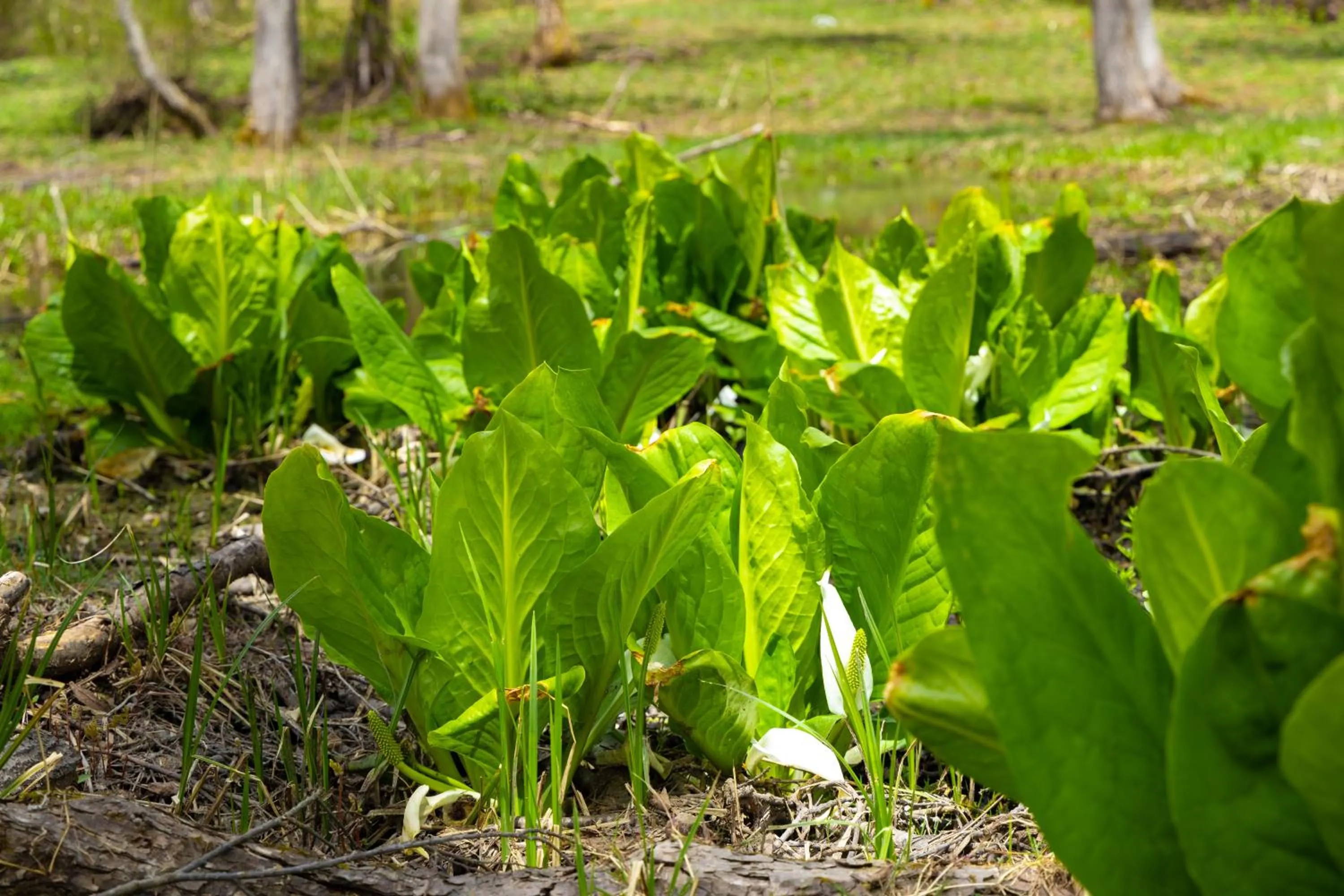 Spring in Nature Cottage Akabeko